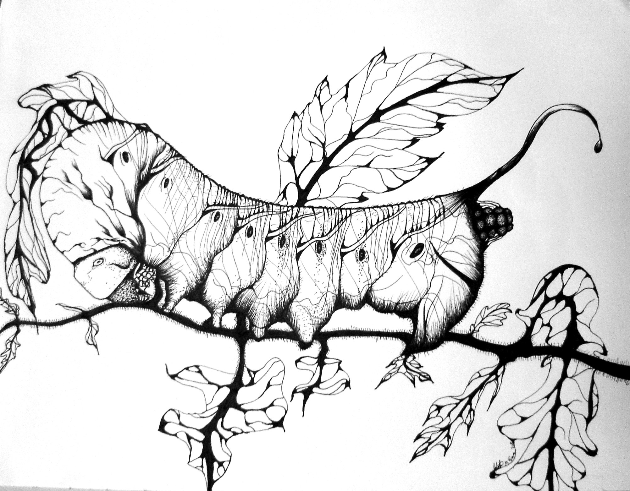 2 hornworm.jpg