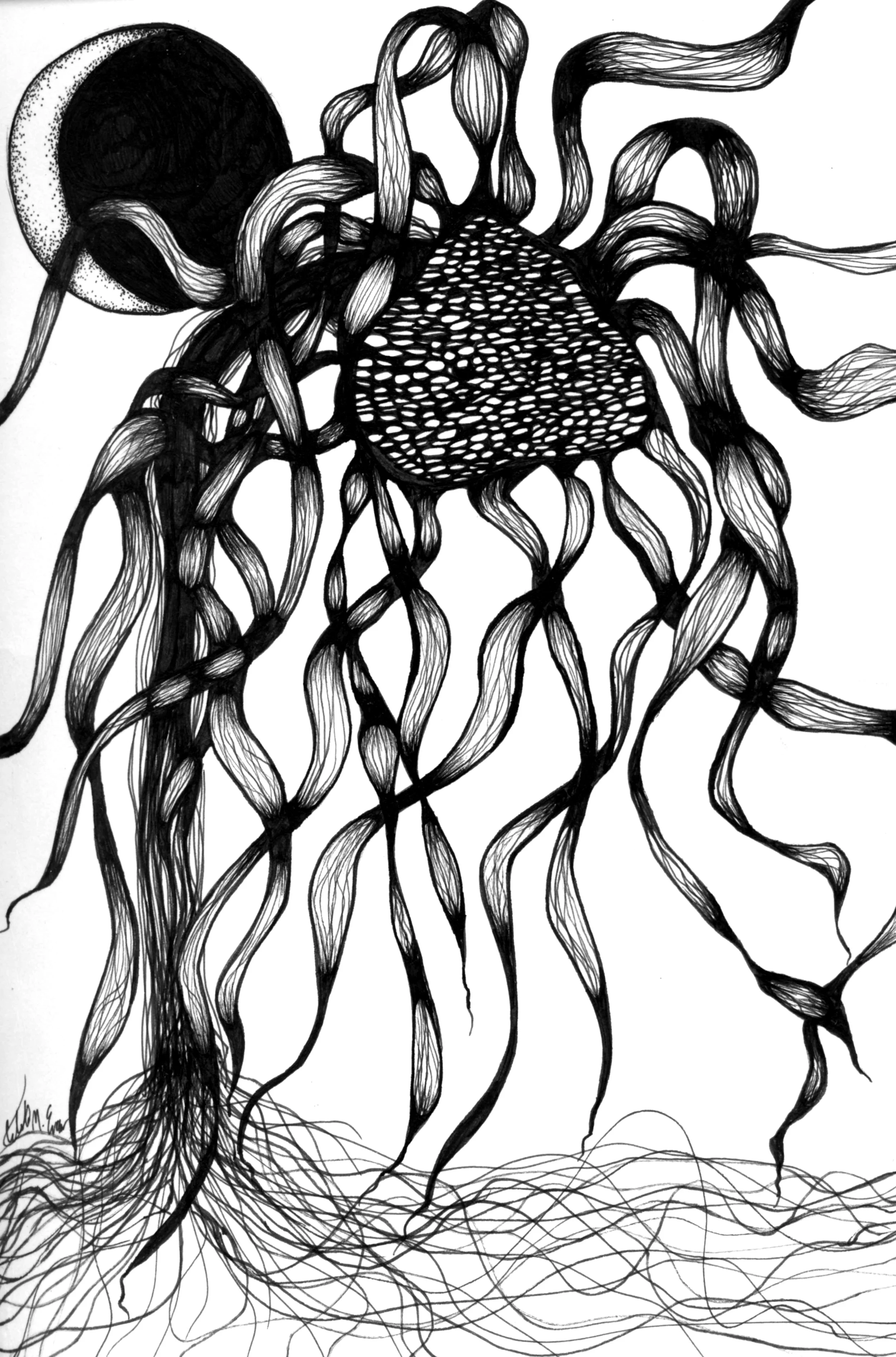 12 somnambulistic csunflower.jpg