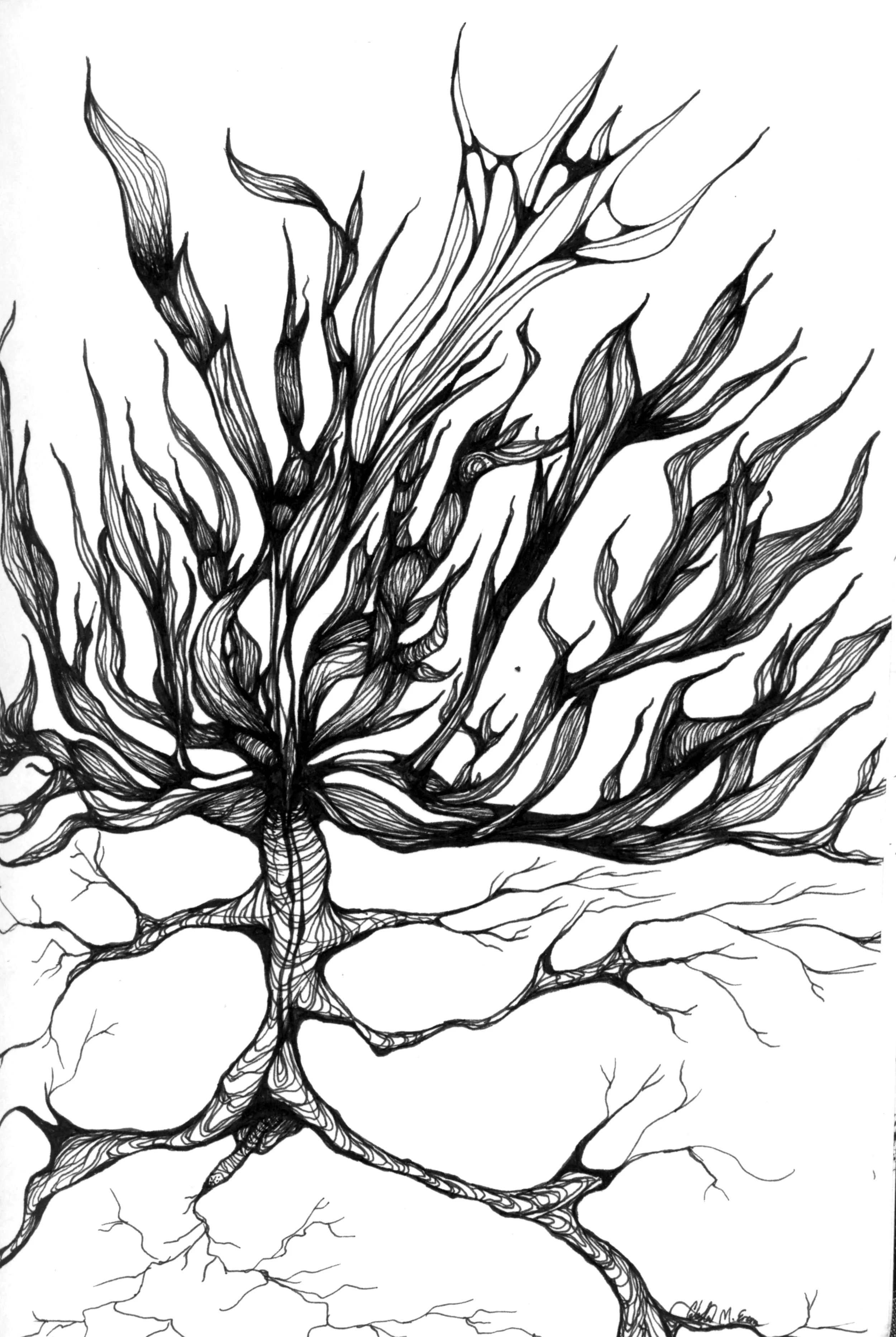 13 pheonix plant.jpg