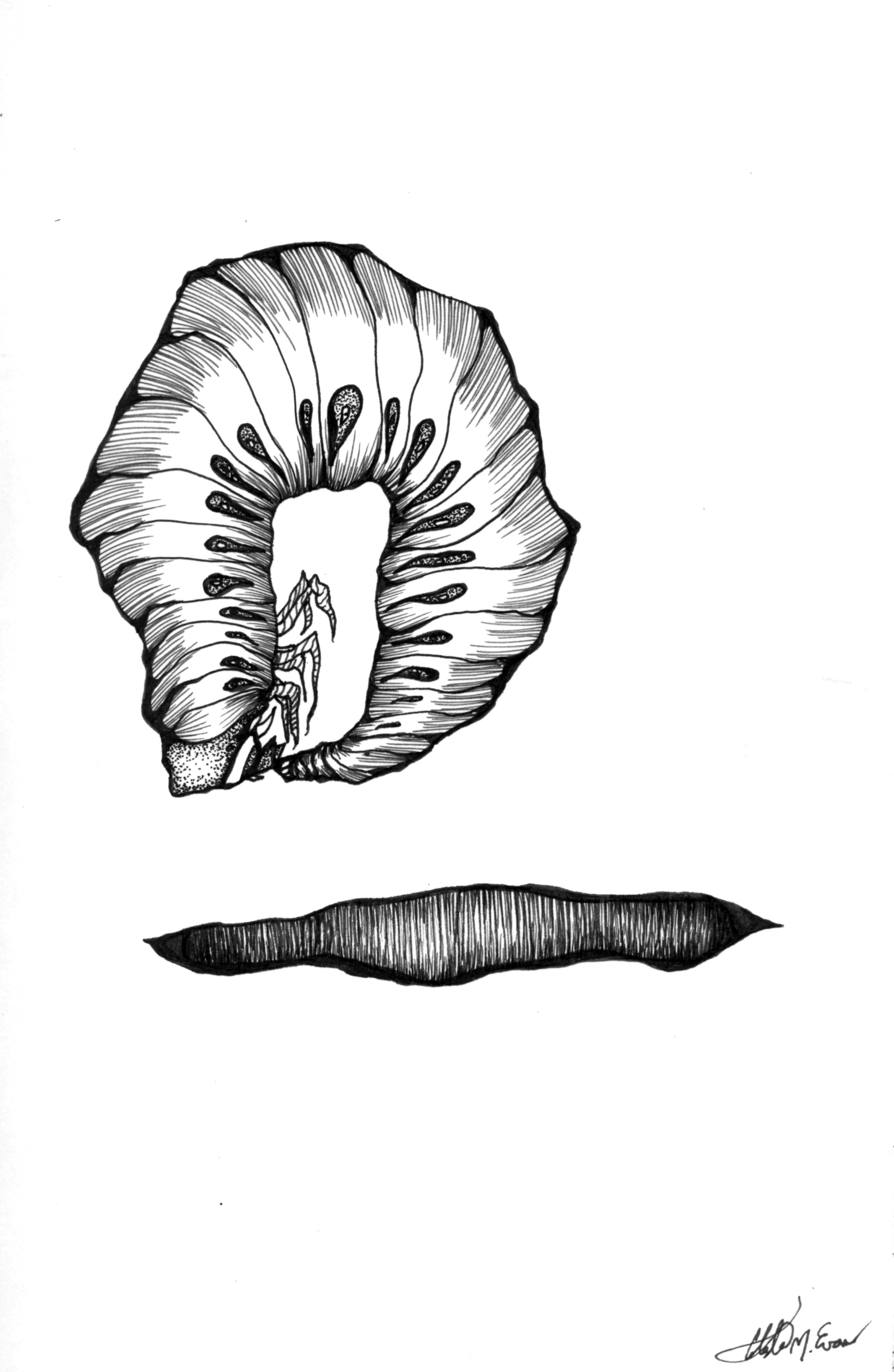 3 ouroborus worm.jpg