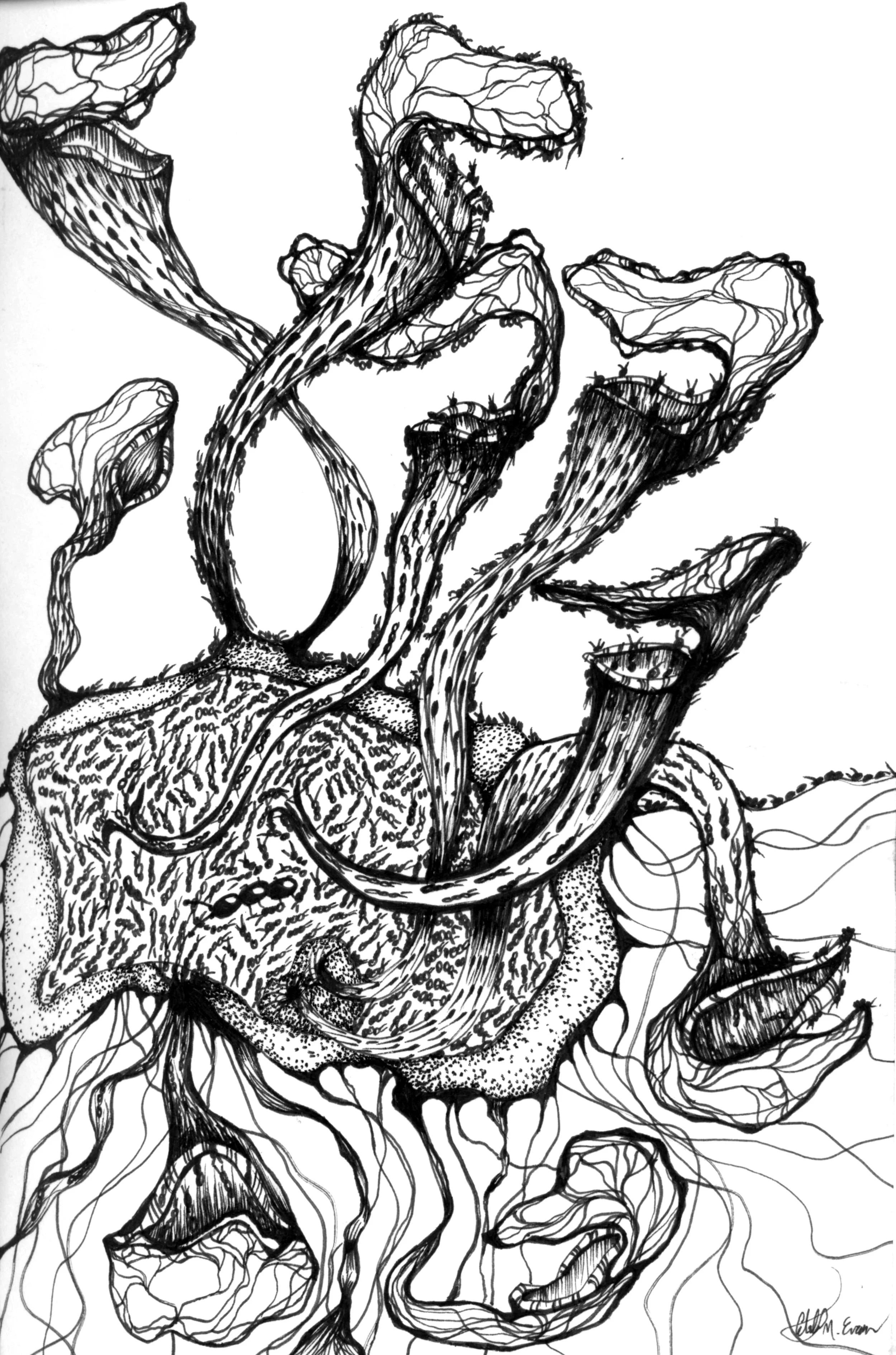 14 ant plant.jpg