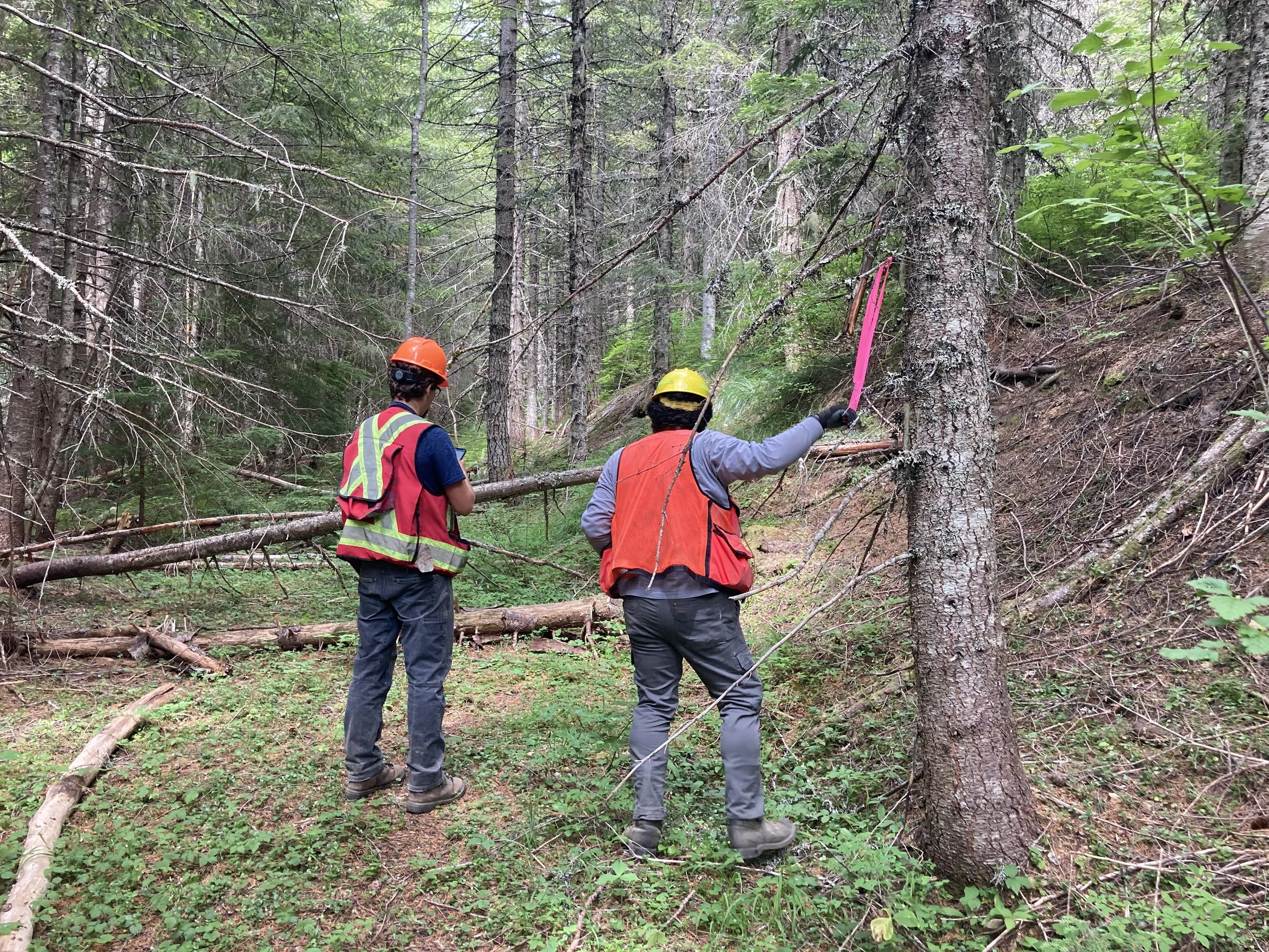 A Community Forest, Different to Everyone.