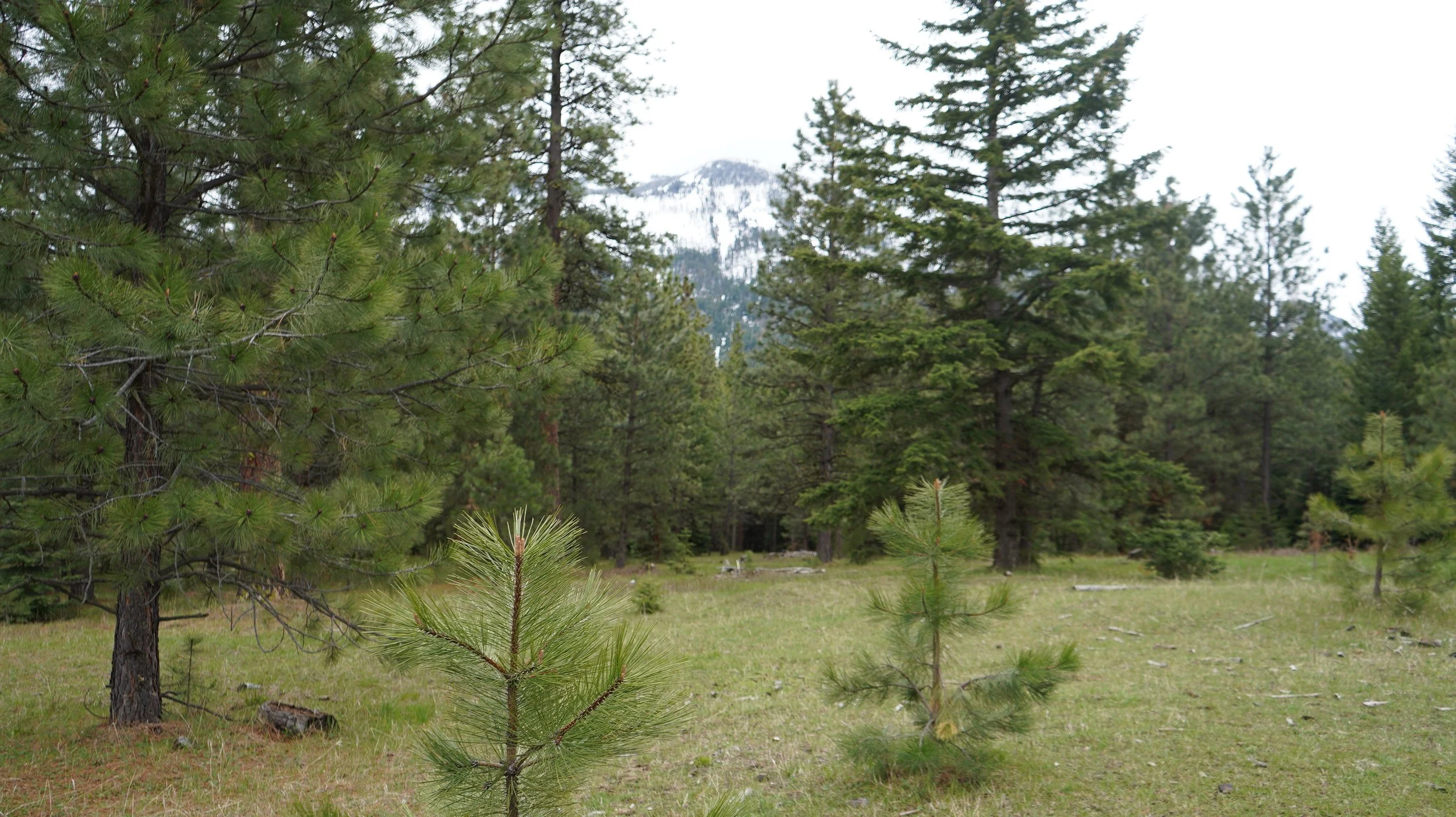 EMCF - Young age pines (foreground) older mixed conifer forest in background.JPG
