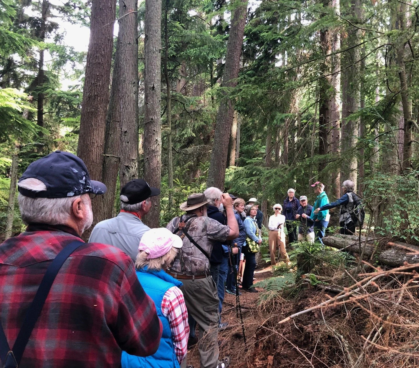 A group of around 15 people walk through a coniferous forest.