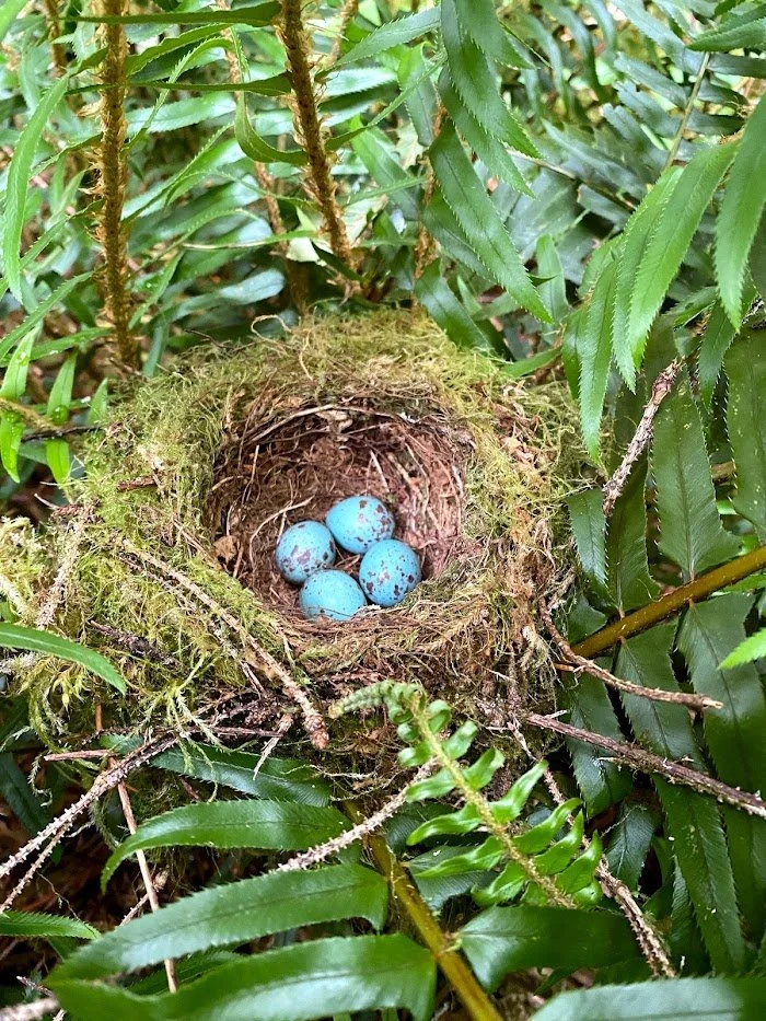 Four blue eggs sit in a small nest made of moss and fibers, surrounded by ferns.