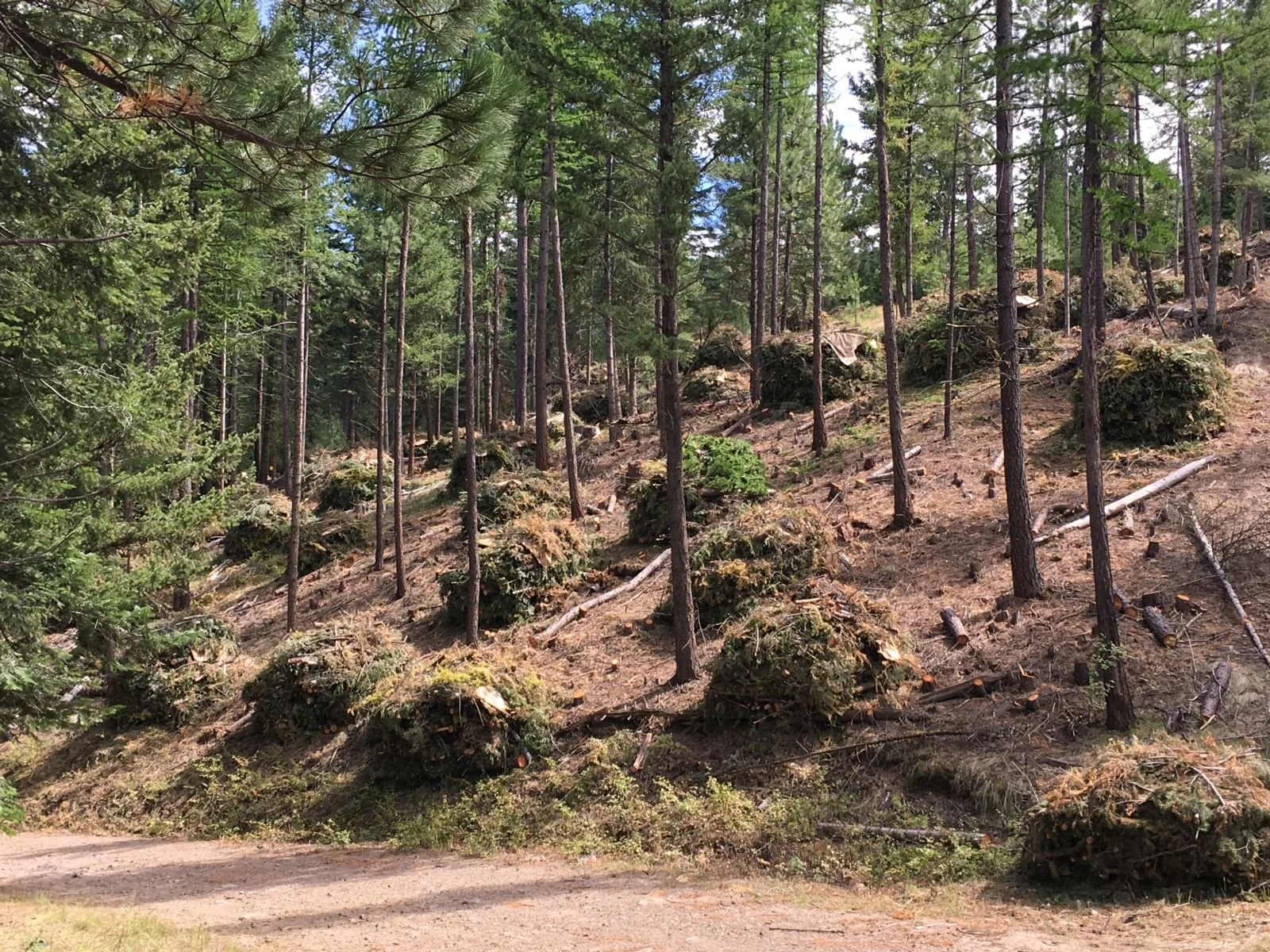 This image shows a forested hillside, with burn piles built between the trees.