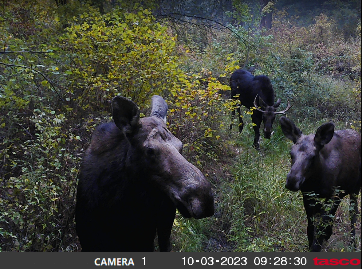 This image shows three moose, one with antlers, in a brushy forest ecosystem.