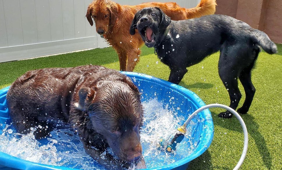 5/10 pictures are here! Our first Waghouse pool day!💧I know some people don&rsquo;t want their dogs getting wet so if your dog is a water lover but you don&rsquo;t want them wet, please let us know and we can stick to bubbles that day 😉 We do alway