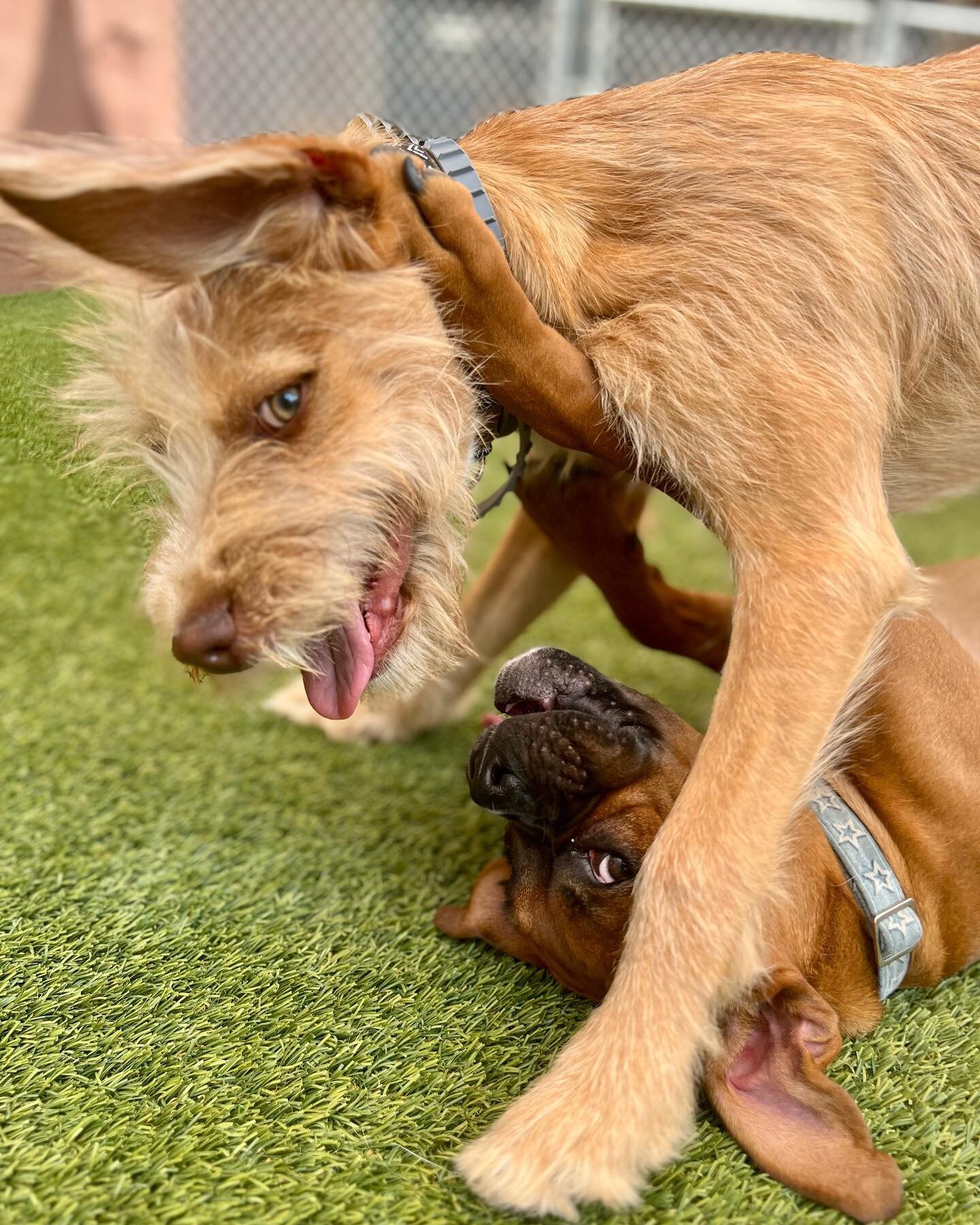 5/11 pictures are up! We introduced sweet Olive to our Waghouse family this day! #waghousedogdaycare #carrollcountydogdaycare #dogsofcarrollcounty #eldersburgdogdaycare #sykesvilledogdaycare #sykesvilledogs #eldersburgdogs #carrollcountydogs #dogsofs