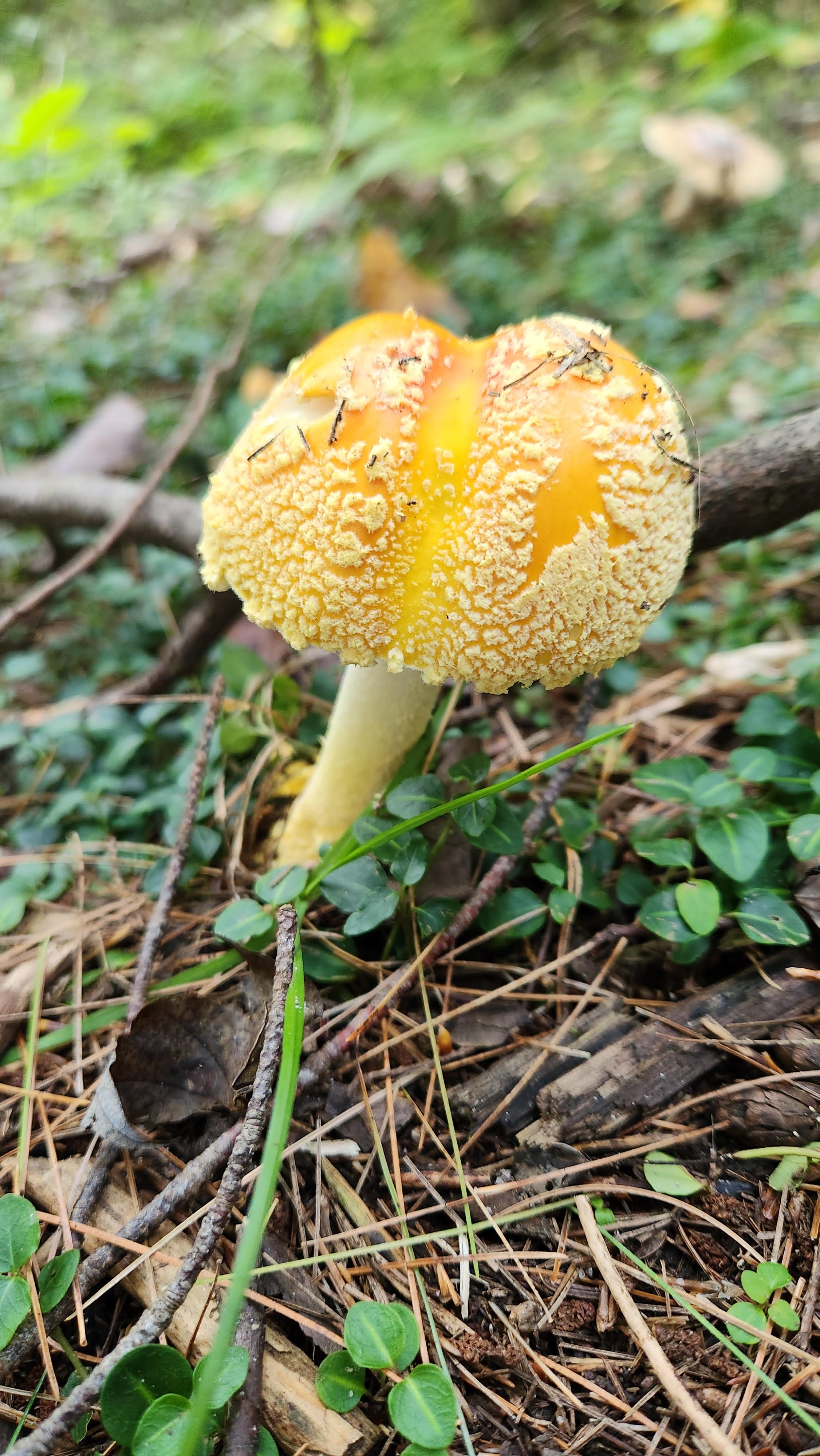 Mushroom Walk
