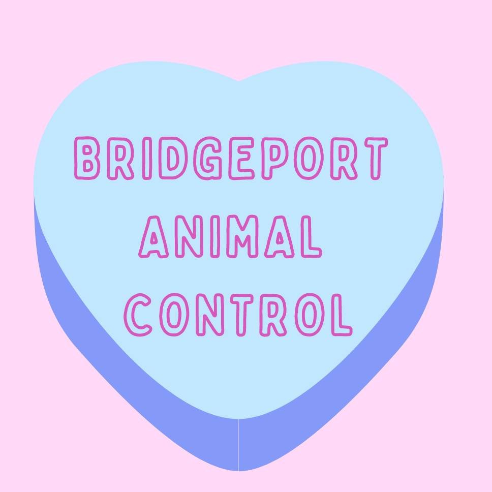 Bridgeport Animal Shelter