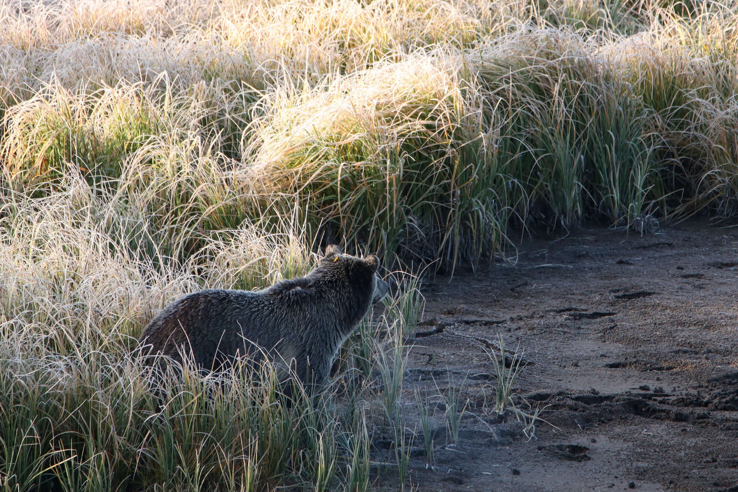 2025 - yellowstone & tetons (55).JPEG