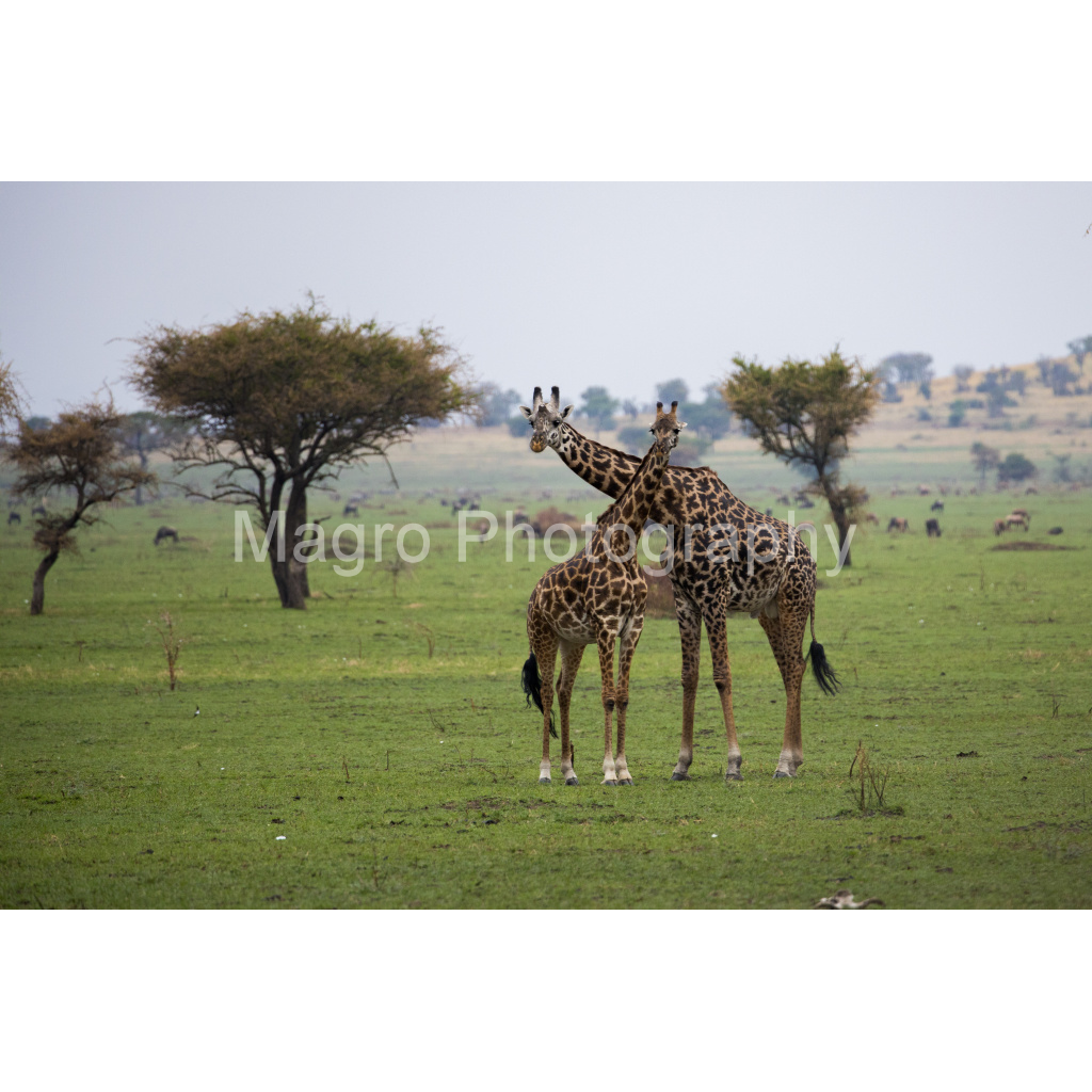 image_original_84f1043a0a10bfde0cbc5ea82d060d73.png