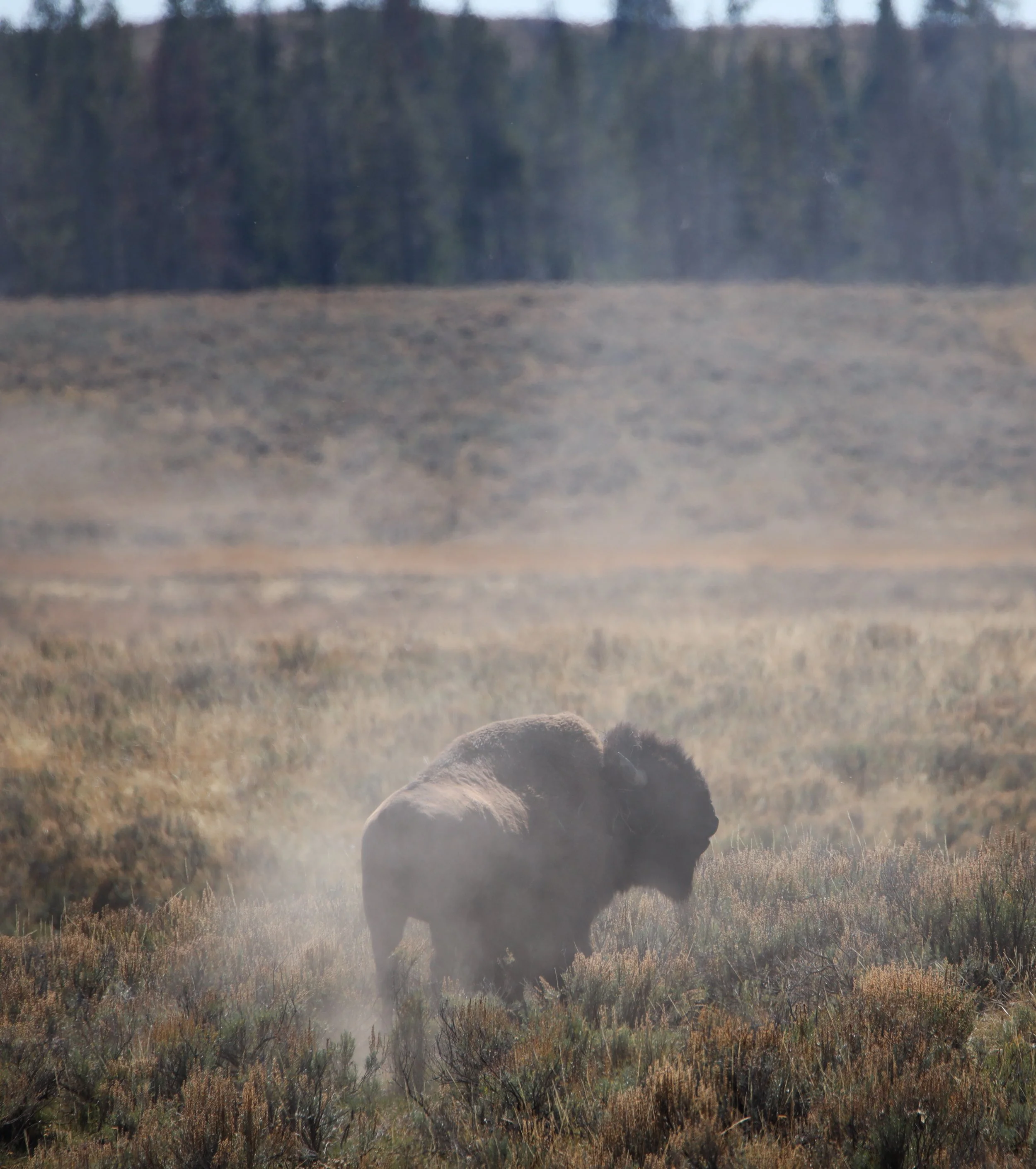 2025 - yellowstone & tetons (3).JPEG