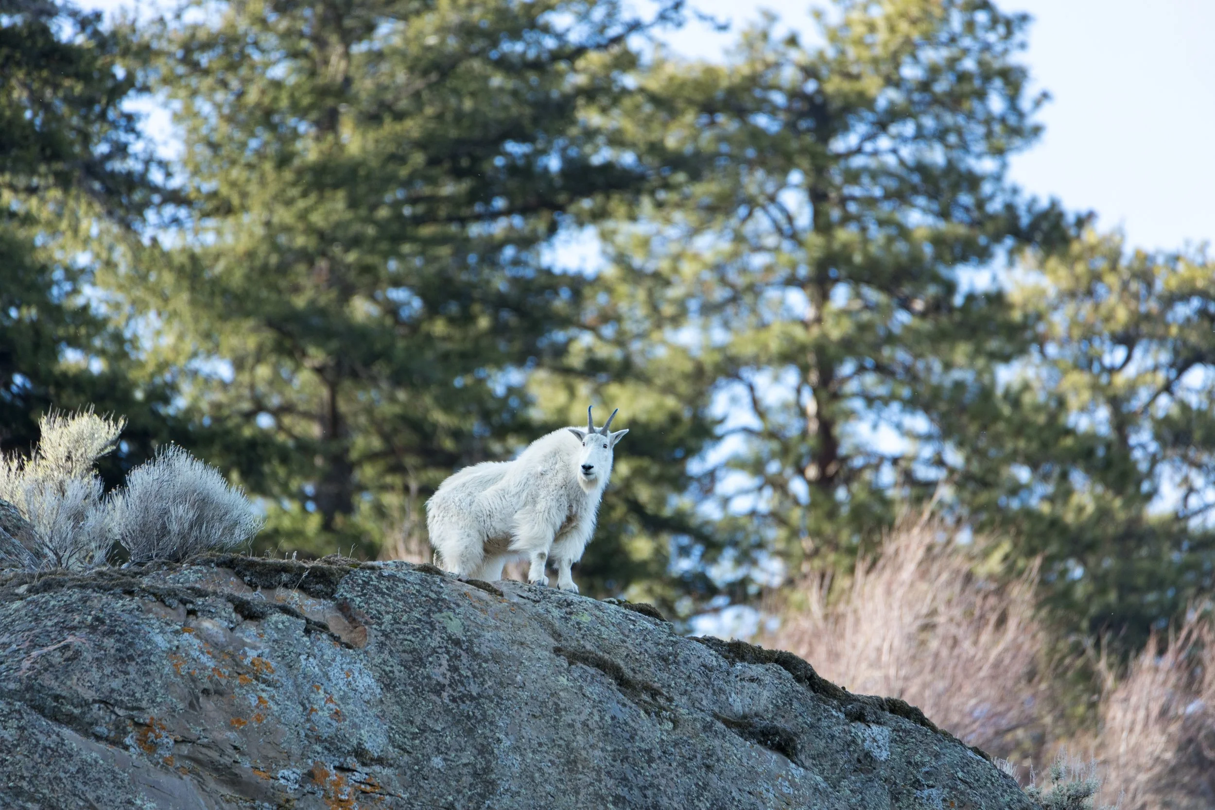 2024 - Spring BC (4).JPEG