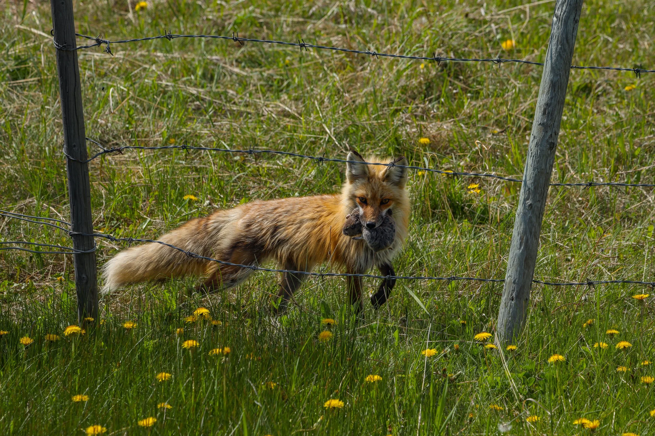 2025 - Blue Rock PP.JPEG