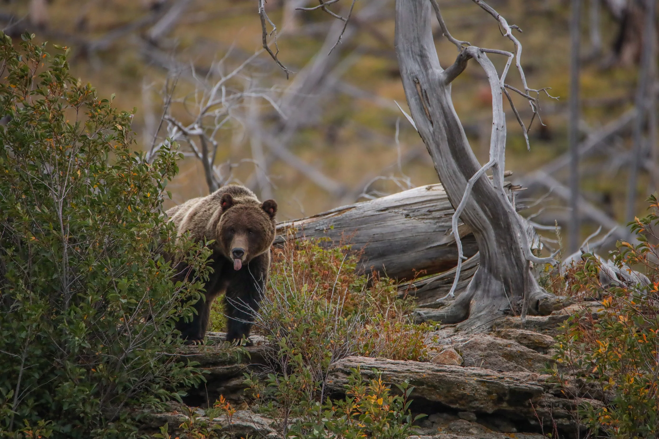 2025 - yellowstone & tetons (39).JPEG