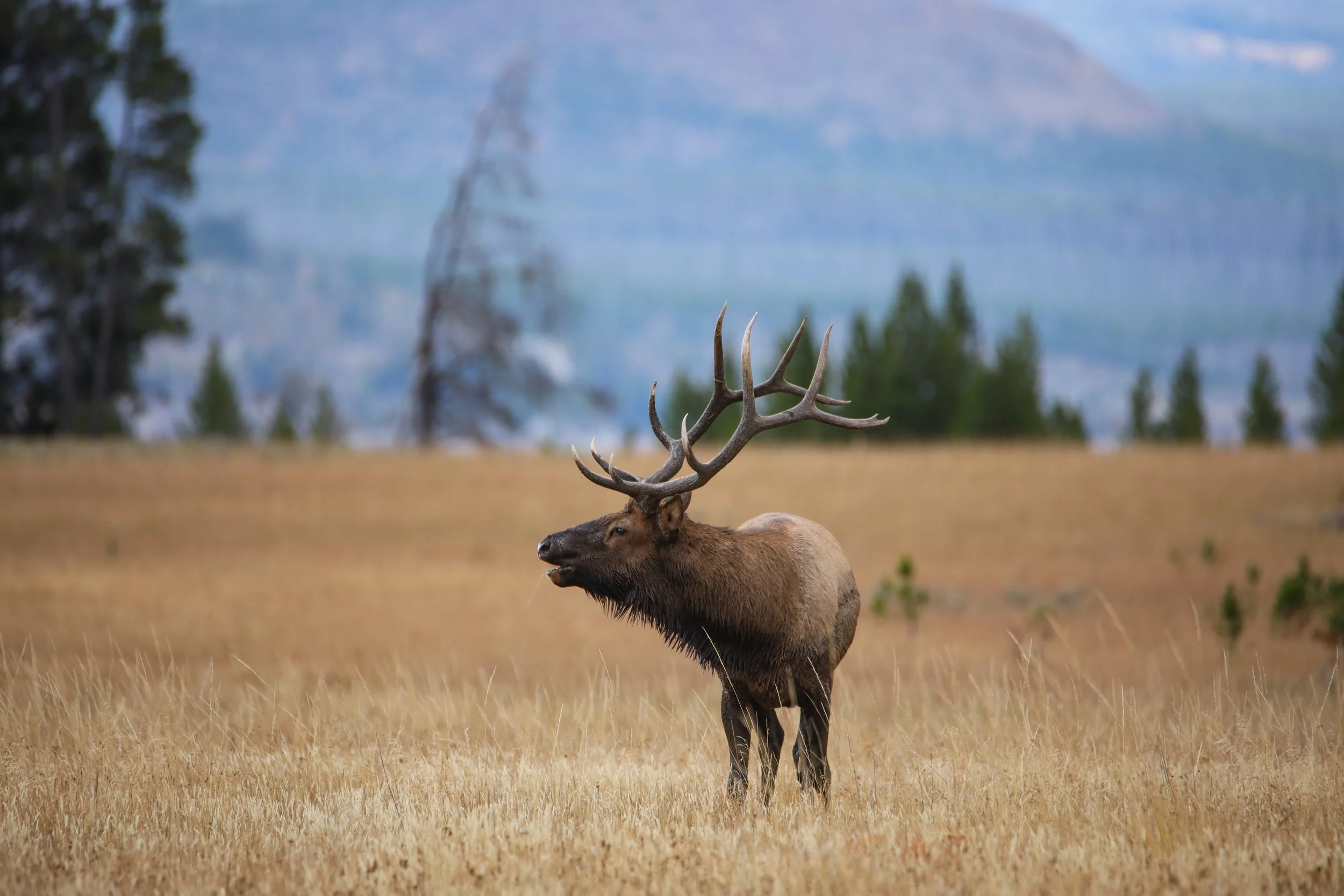 2025 - yellowstone & tetons (29).JPEG