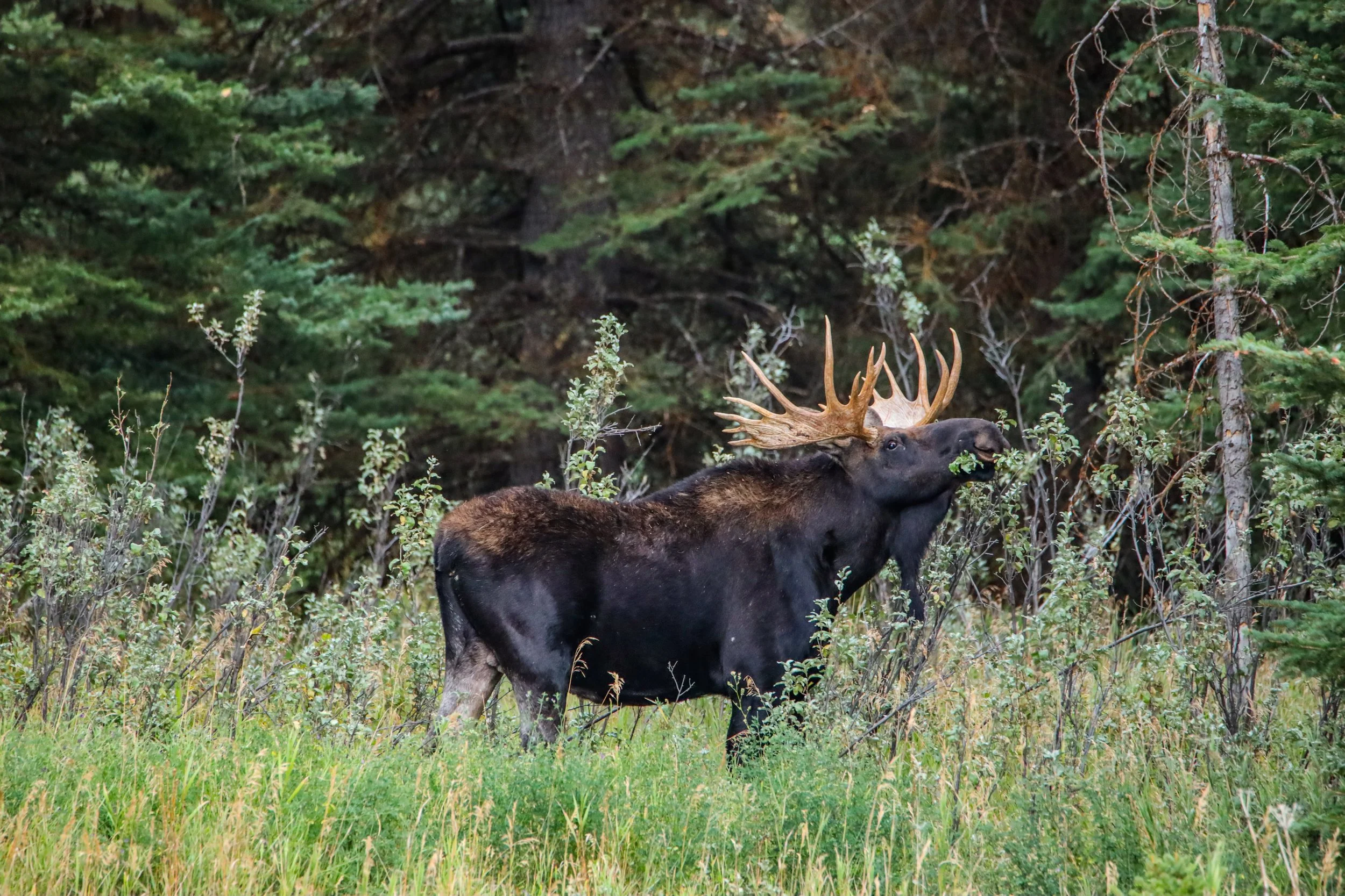 2025 - yellowstone & tetons (1).JPEG