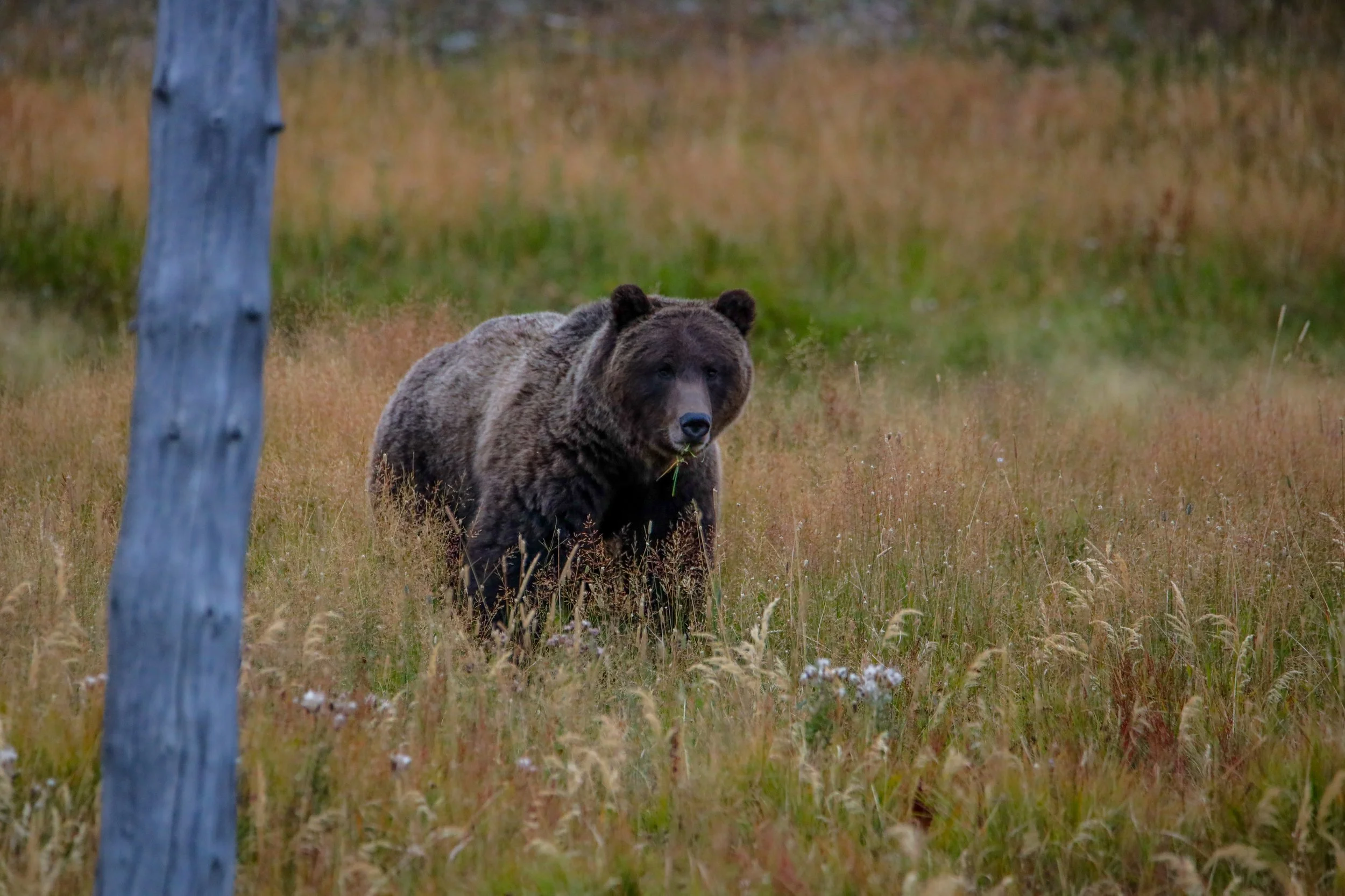 2025 - yellowstone & tetons (42).JPEG