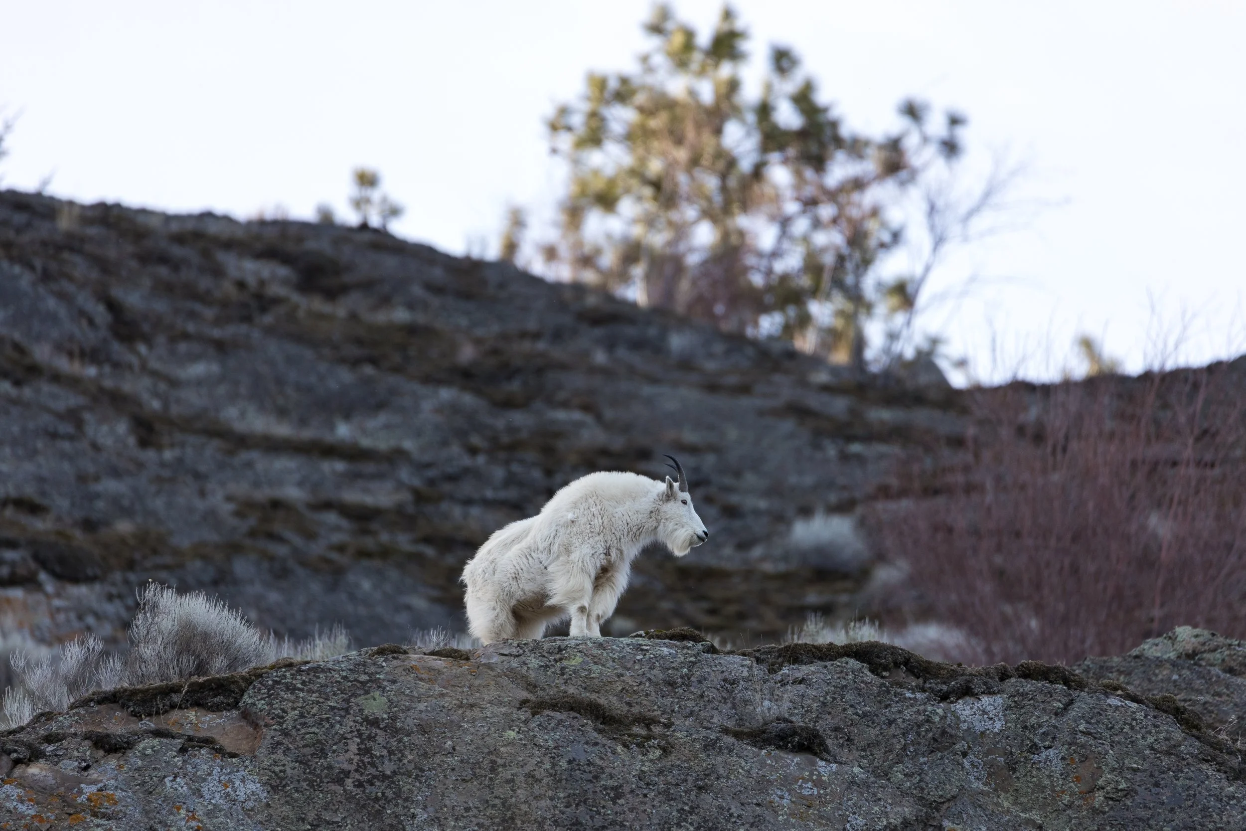2024 - Spring BC (3).JPEG