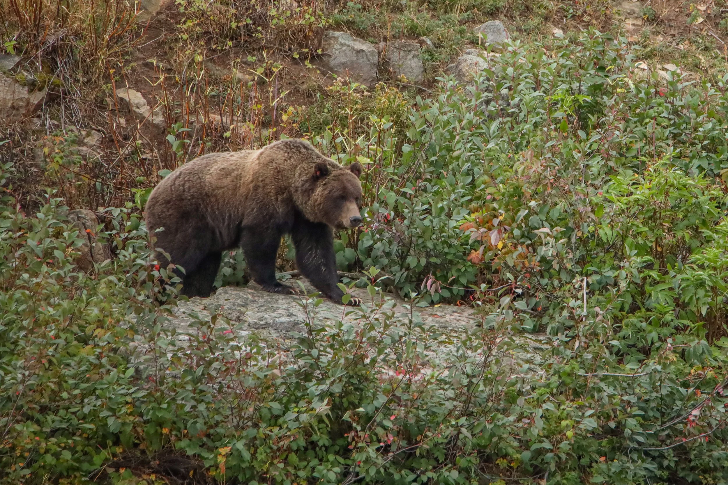2025 - yellowstone & tetons (32).JPEG