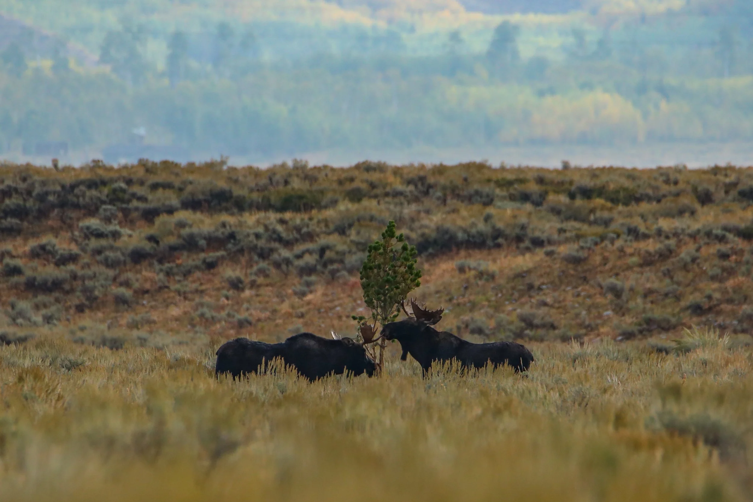 2025 - yellowstone & tetons (78).JPEG