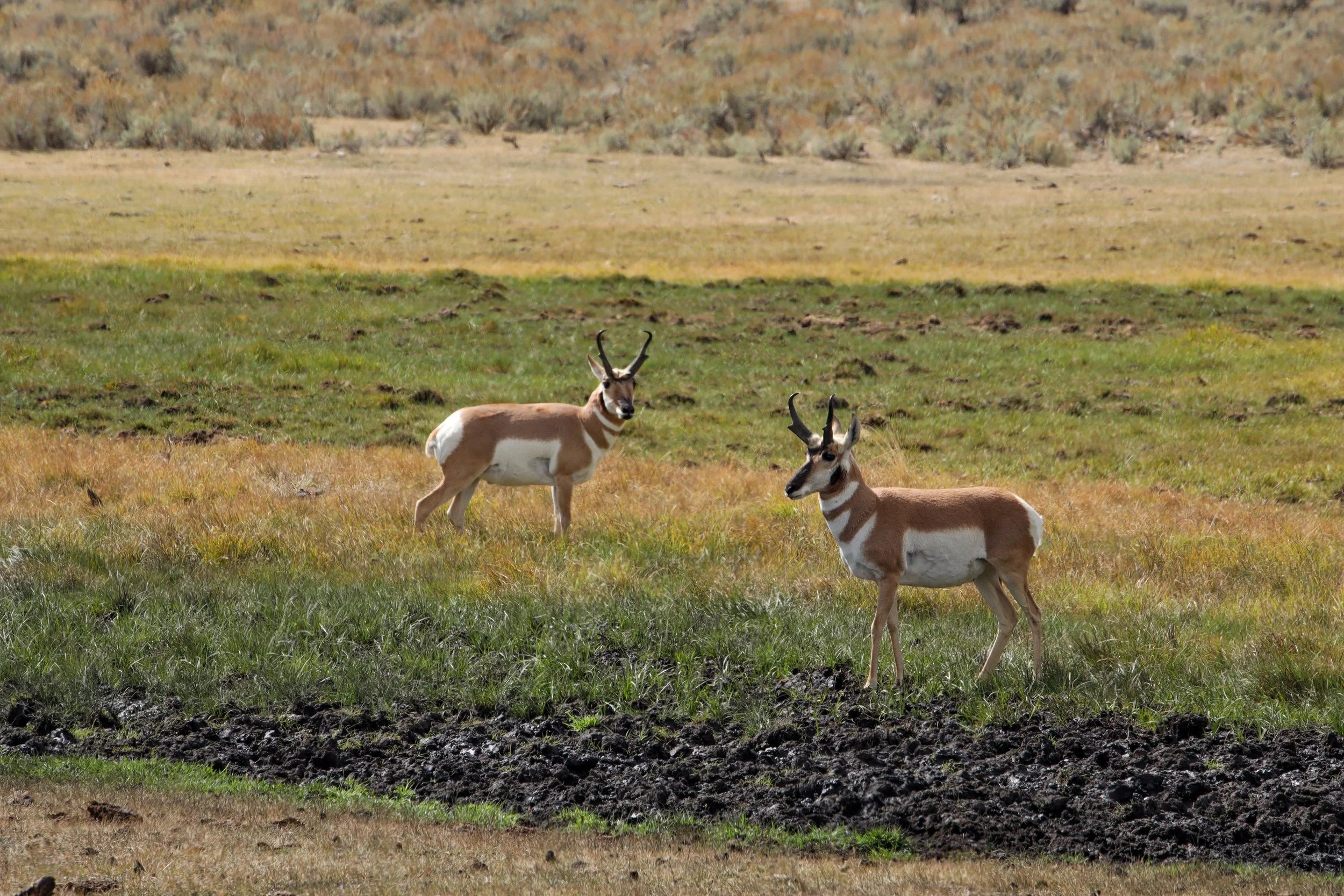 2025 - yellowstone & tetons (48).JPEG