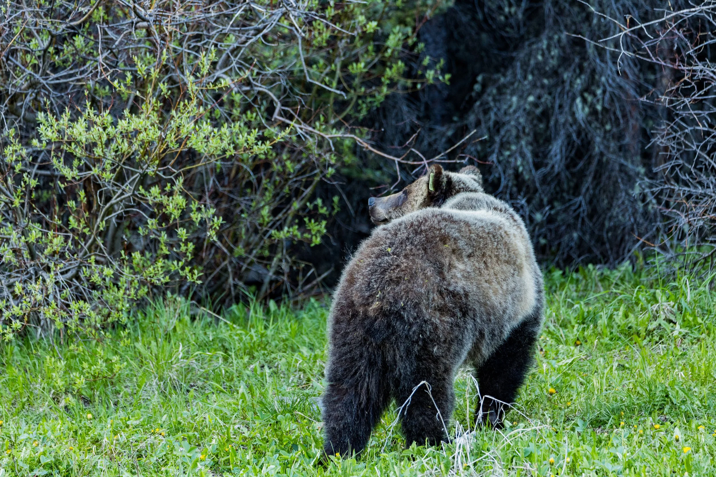 2024 - Alberta Rockies (16).JPEG