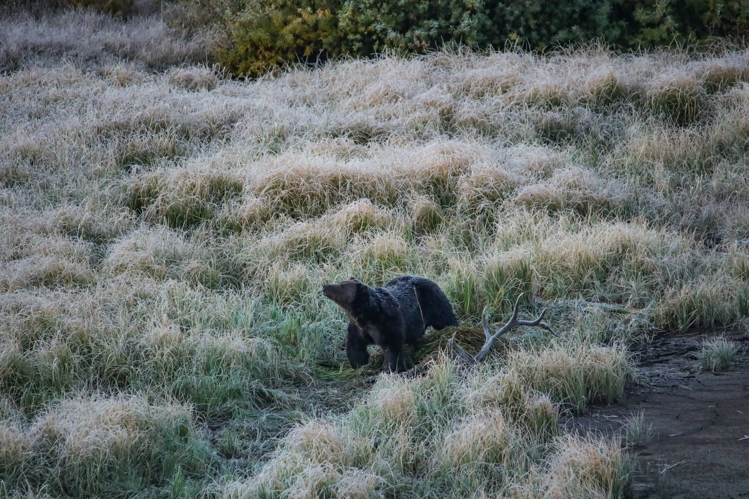 2025 - yellowstone & tetons (64).JPEG