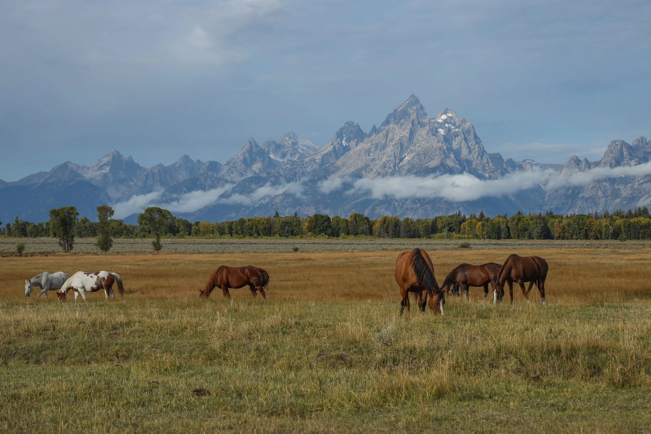 2025 - yellowstone & tetons (73).JPEG