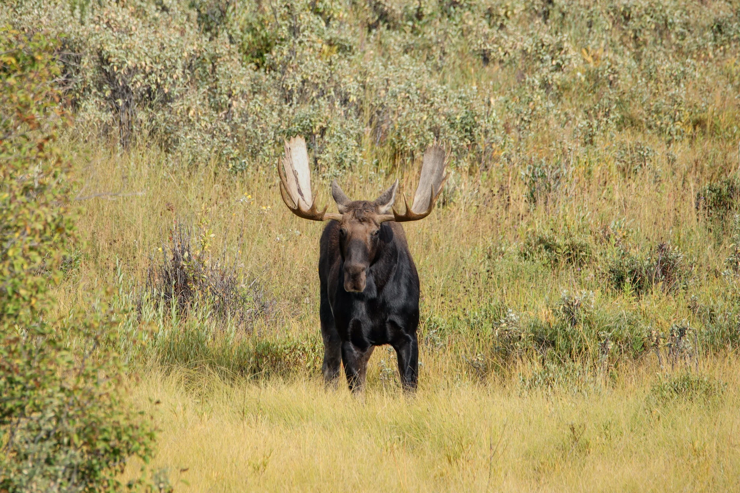 2025 - yellowstone & tetons (71).JPEG