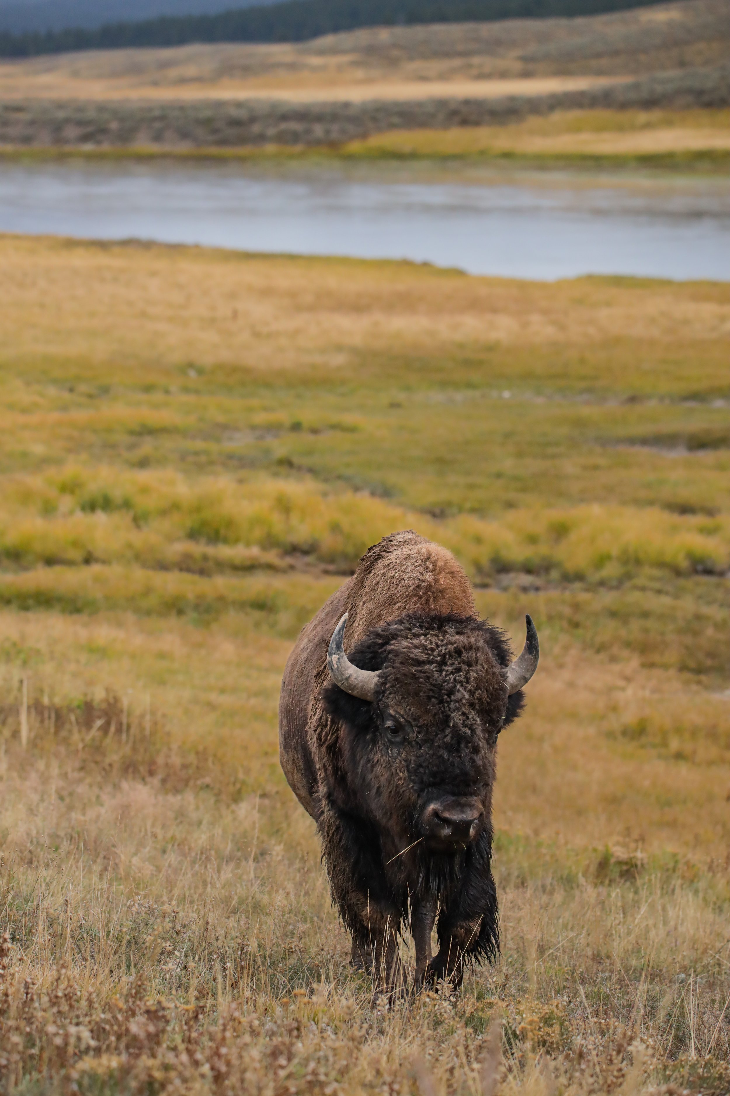 2025 - yellowstone & tetons (20).JPEG
