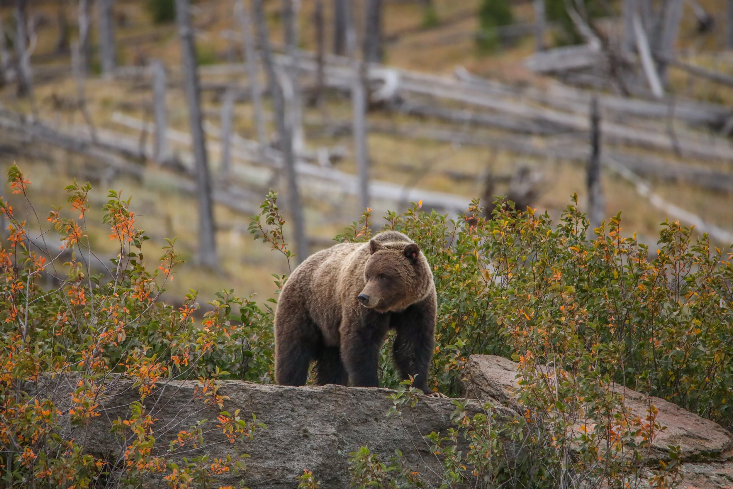 2025 - yellowstone & tetons (35).JPEG
