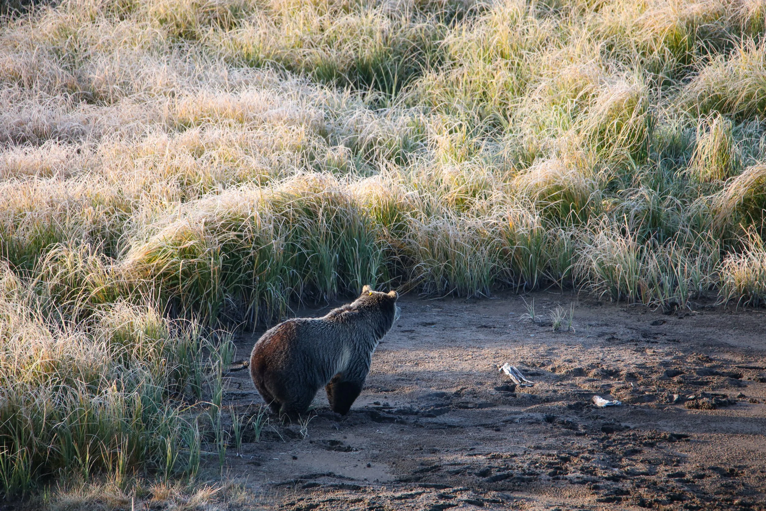 2025 - yellowstone & tetons (51).JPEG
