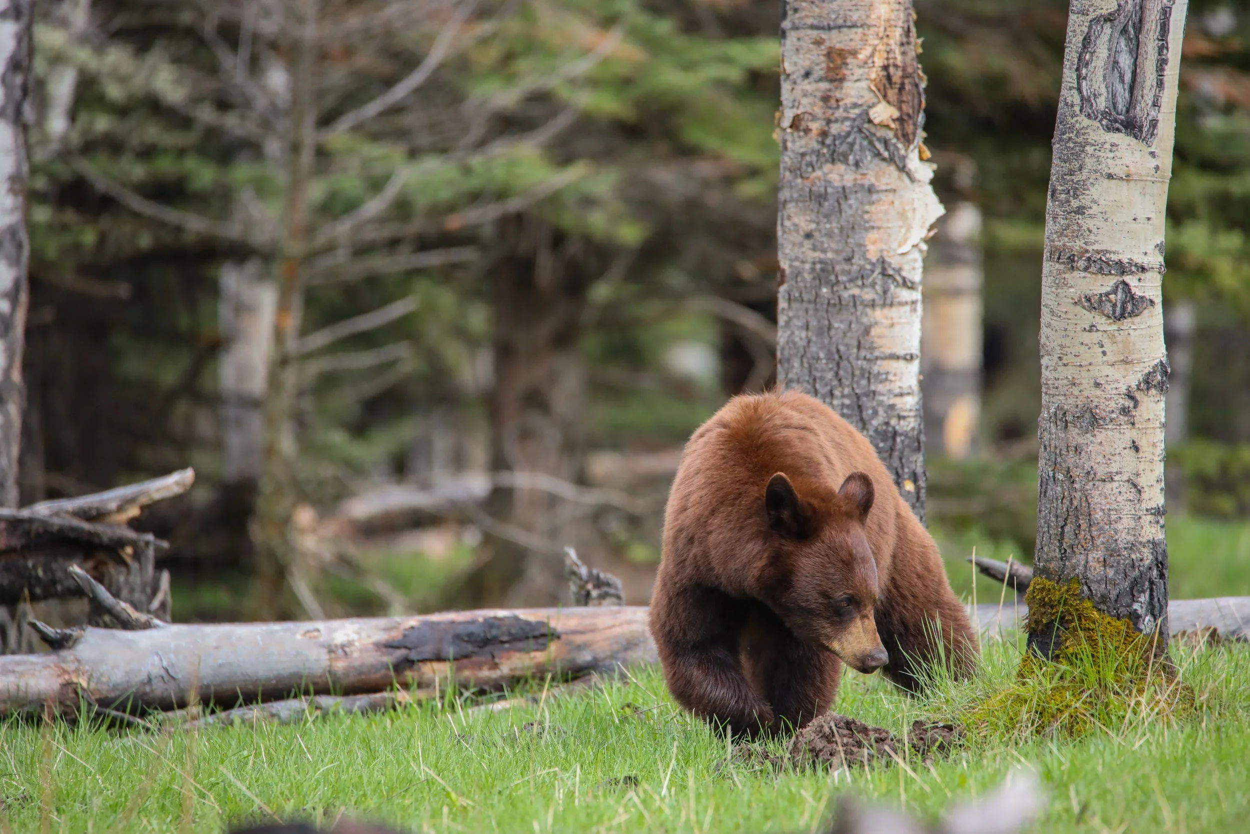 2024 - Alberta Rockies (2).JPEG