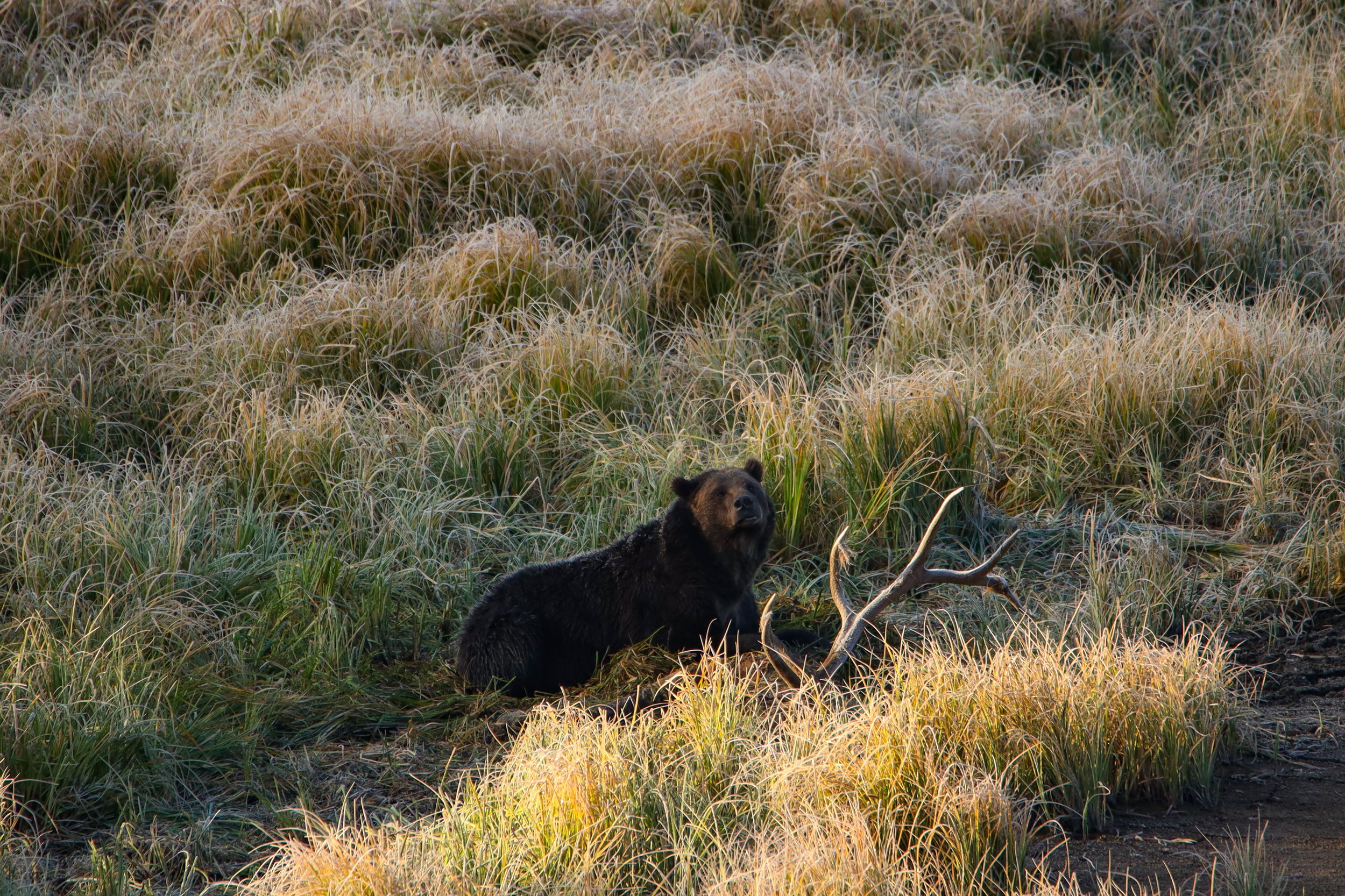 2025 - yellowstone & tetons (57).JPEG