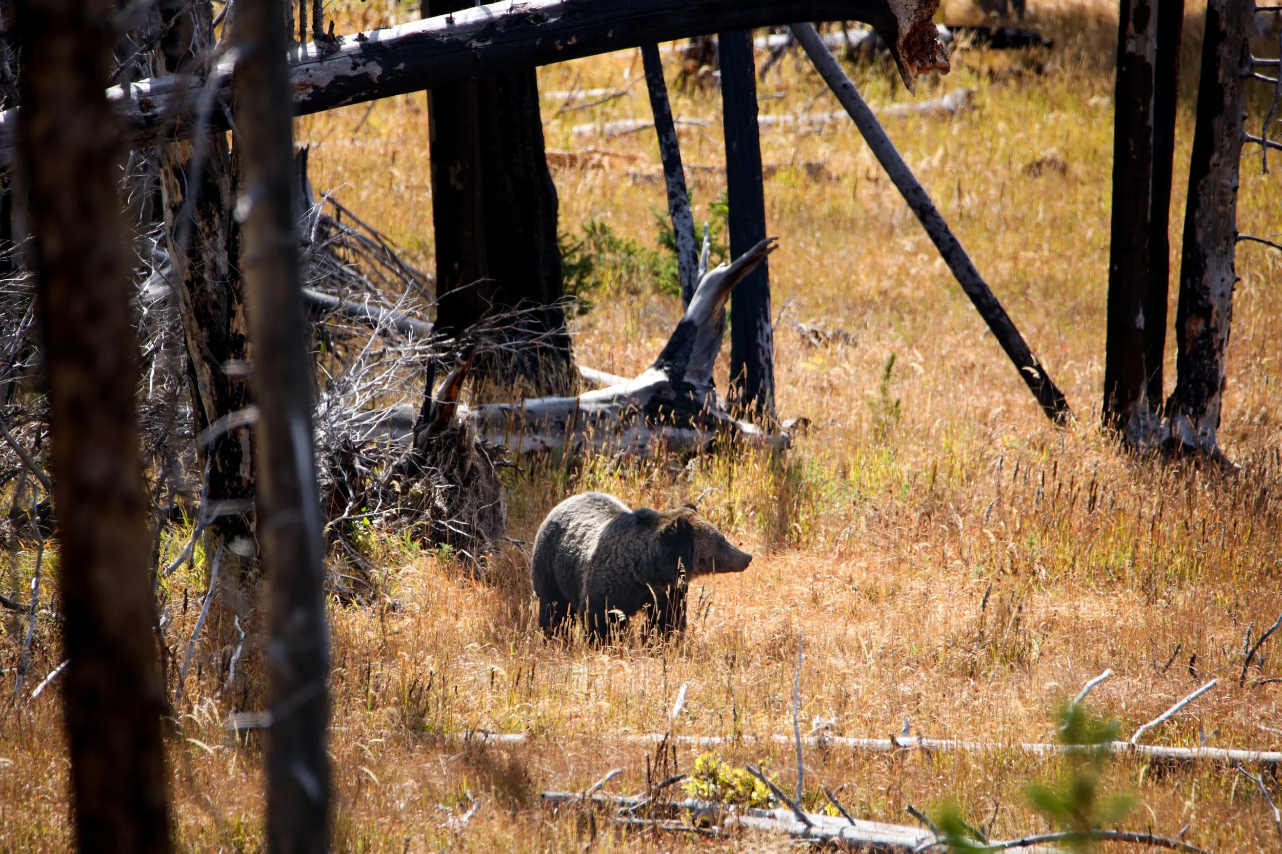 2025 - yellowstone & tetons (6).JPEG