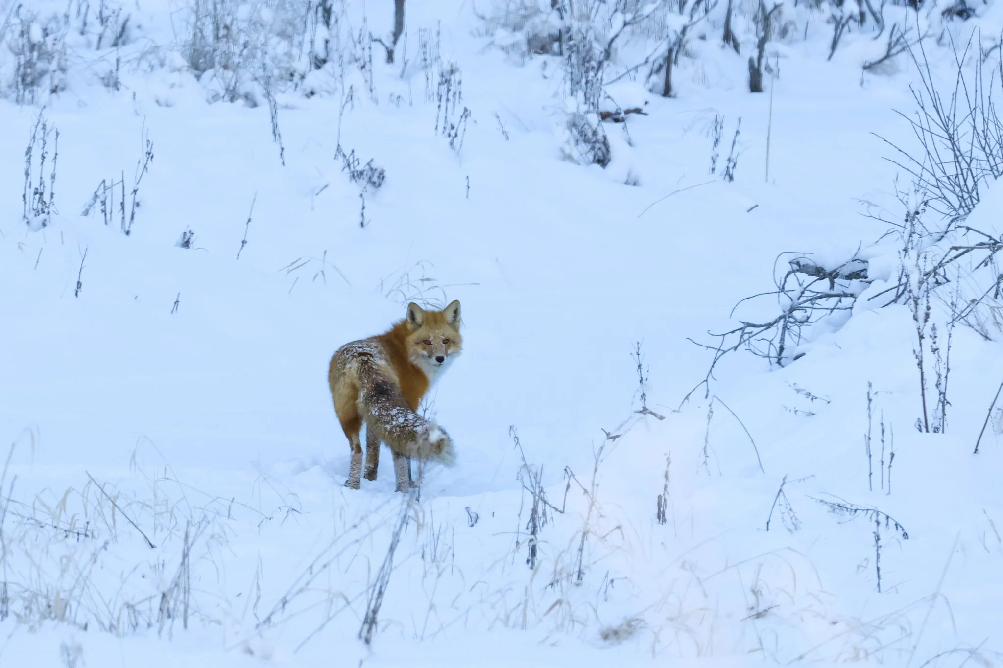 Alberta Rockies-01.jpg