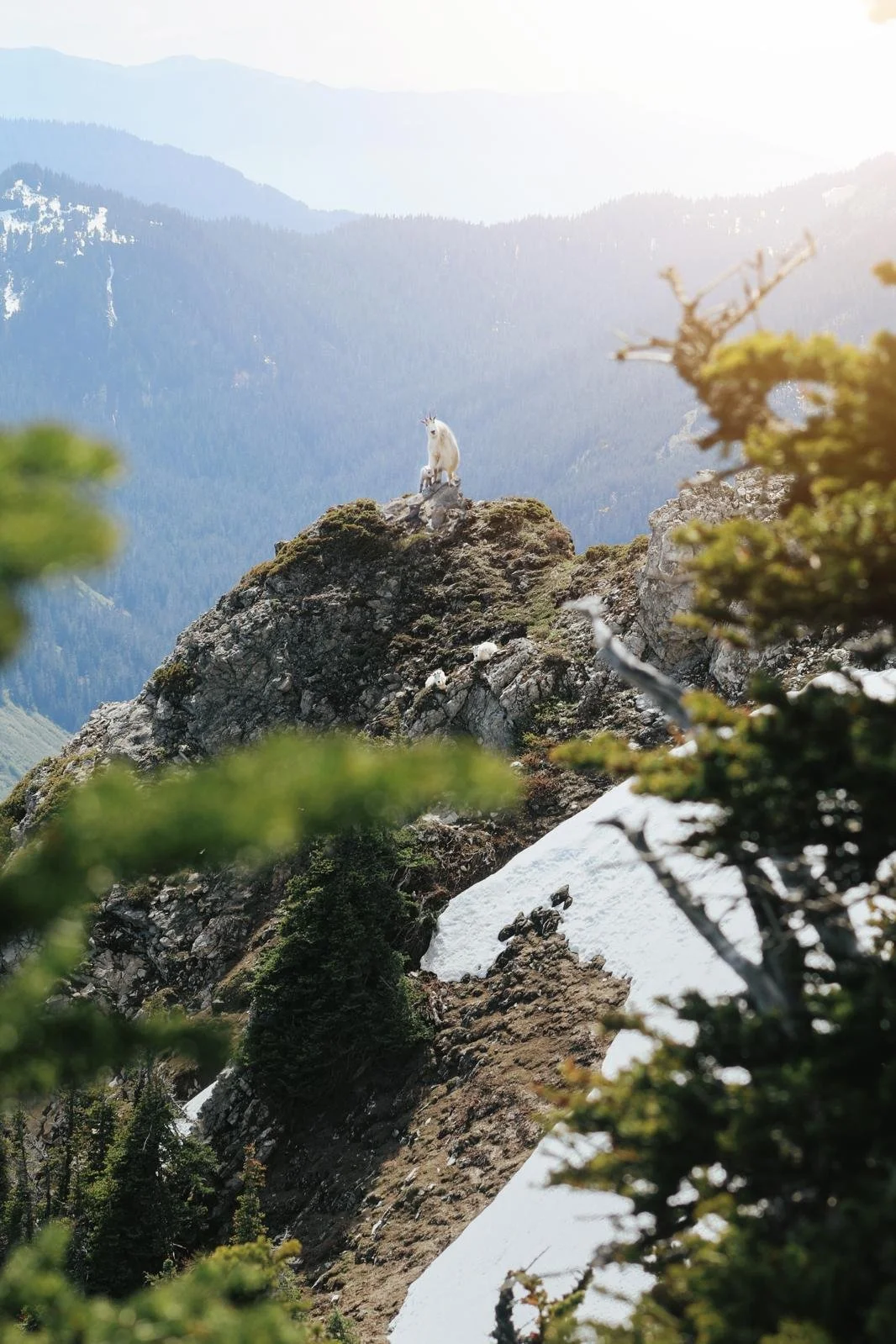 Mountain goats