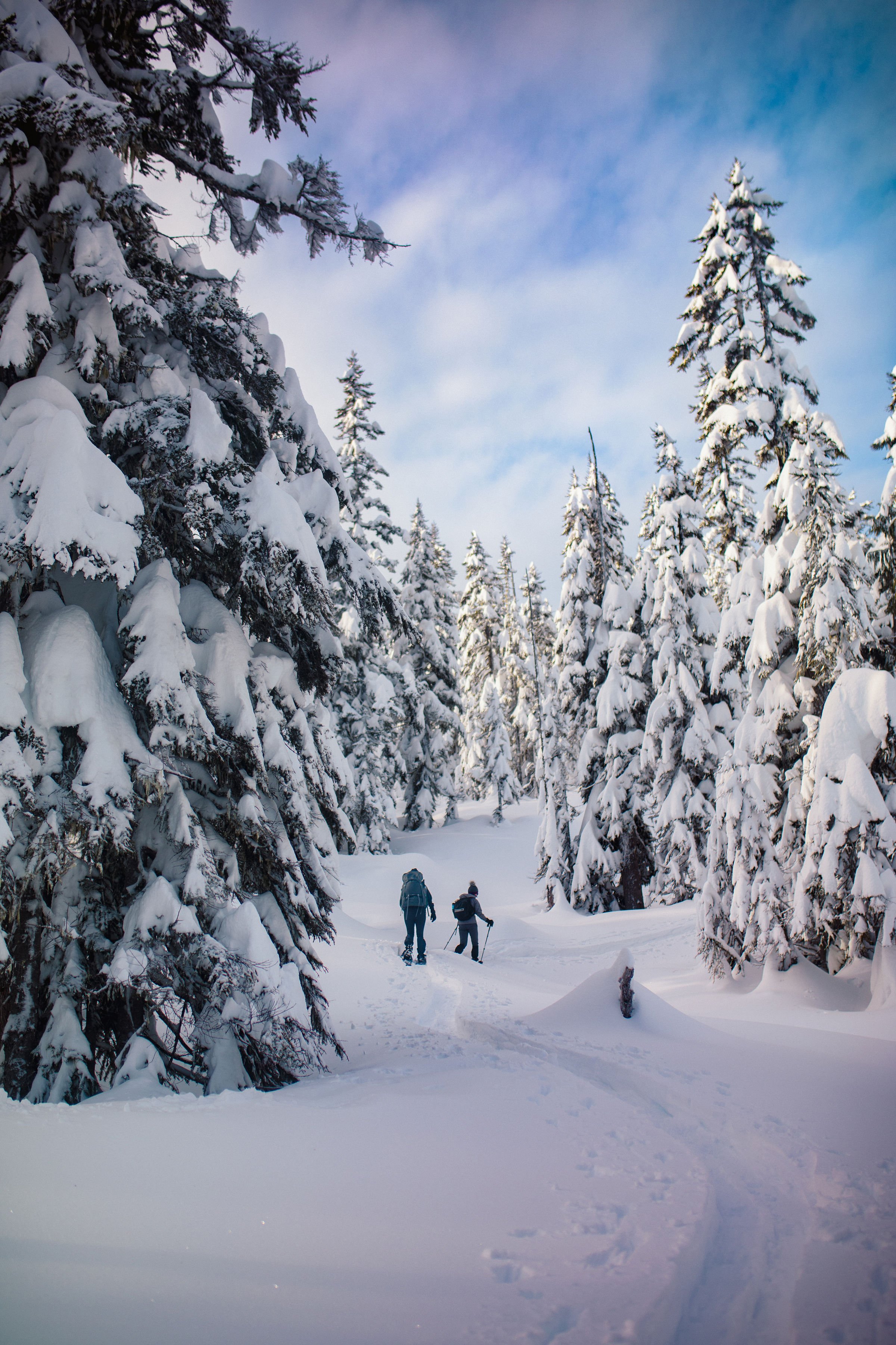 Snowshoe trail.jpeg