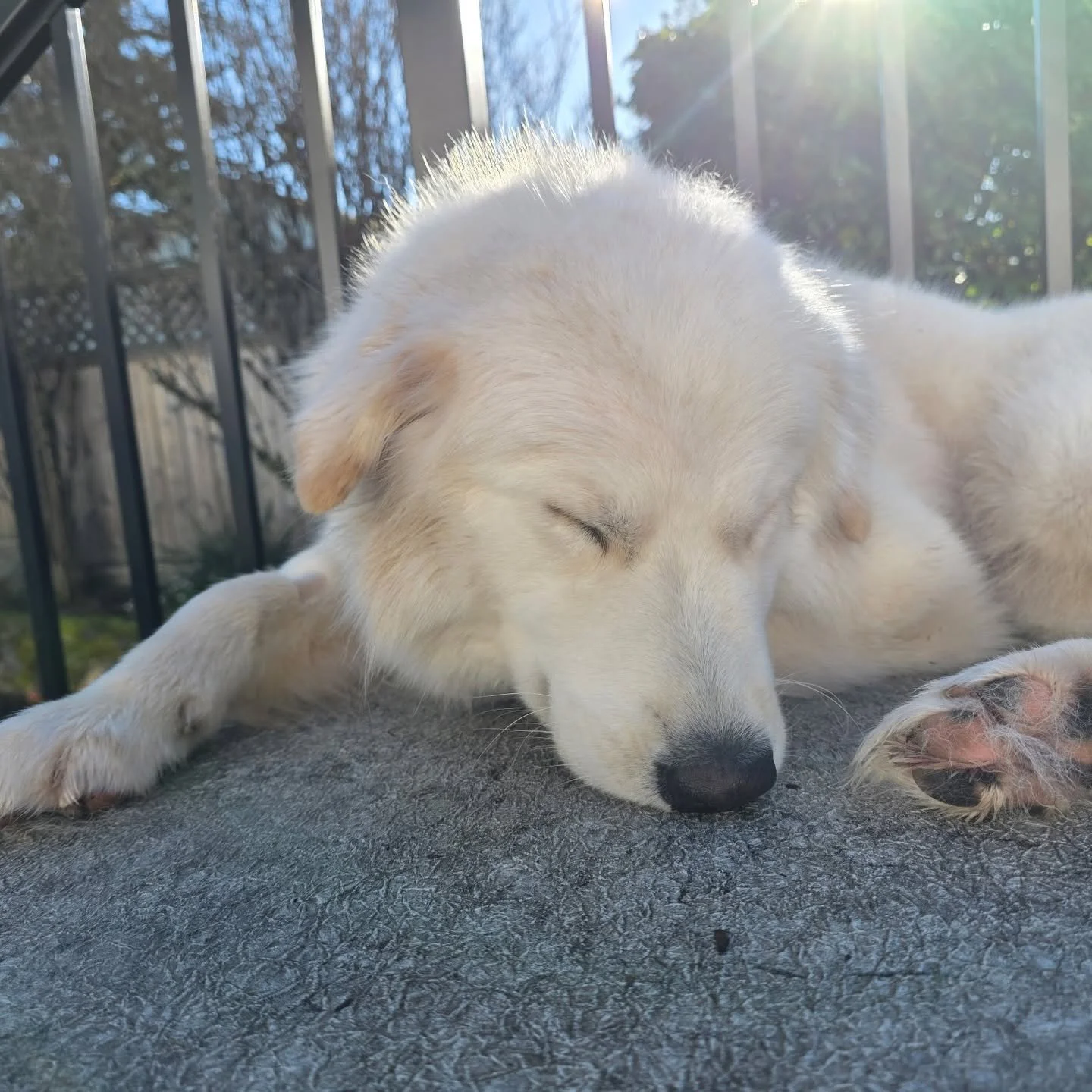 quill-sleep.jpg