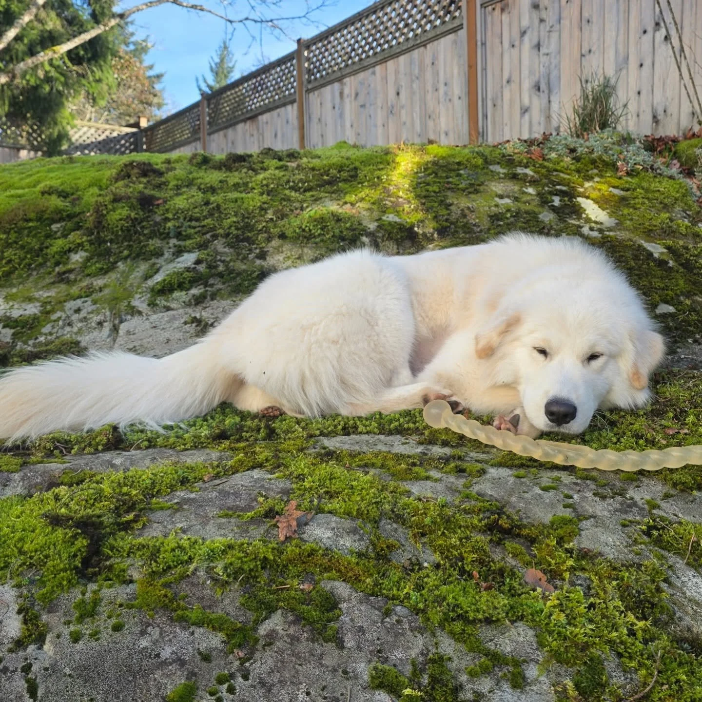quill-moss.jpg