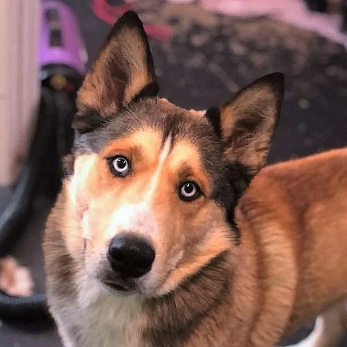 Kai