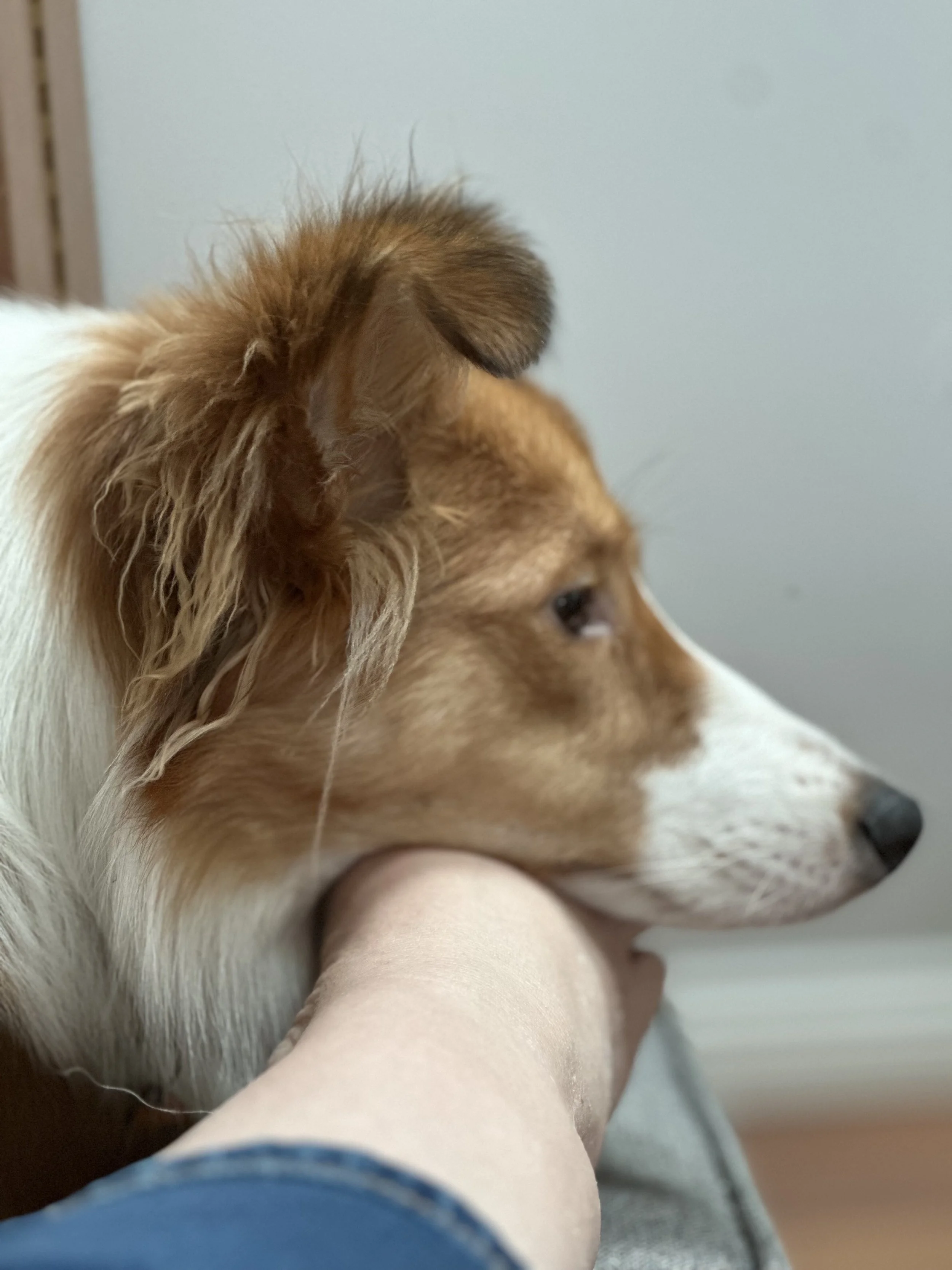 IMG_1717.jpeg