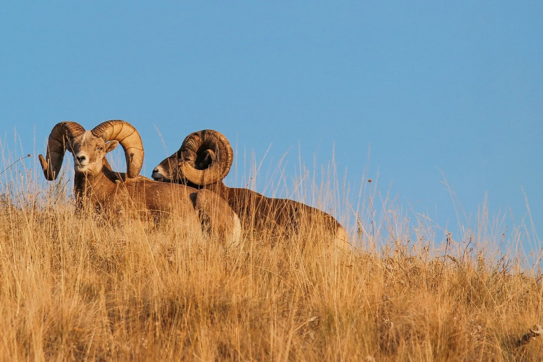 Hikers Choice Early Morning Wild Horse Island Tour with Hiking and a Boat Tour on Flathead Lake.  Montana Wildlife Viewing at it's best like majestic Big Horn Sheep.