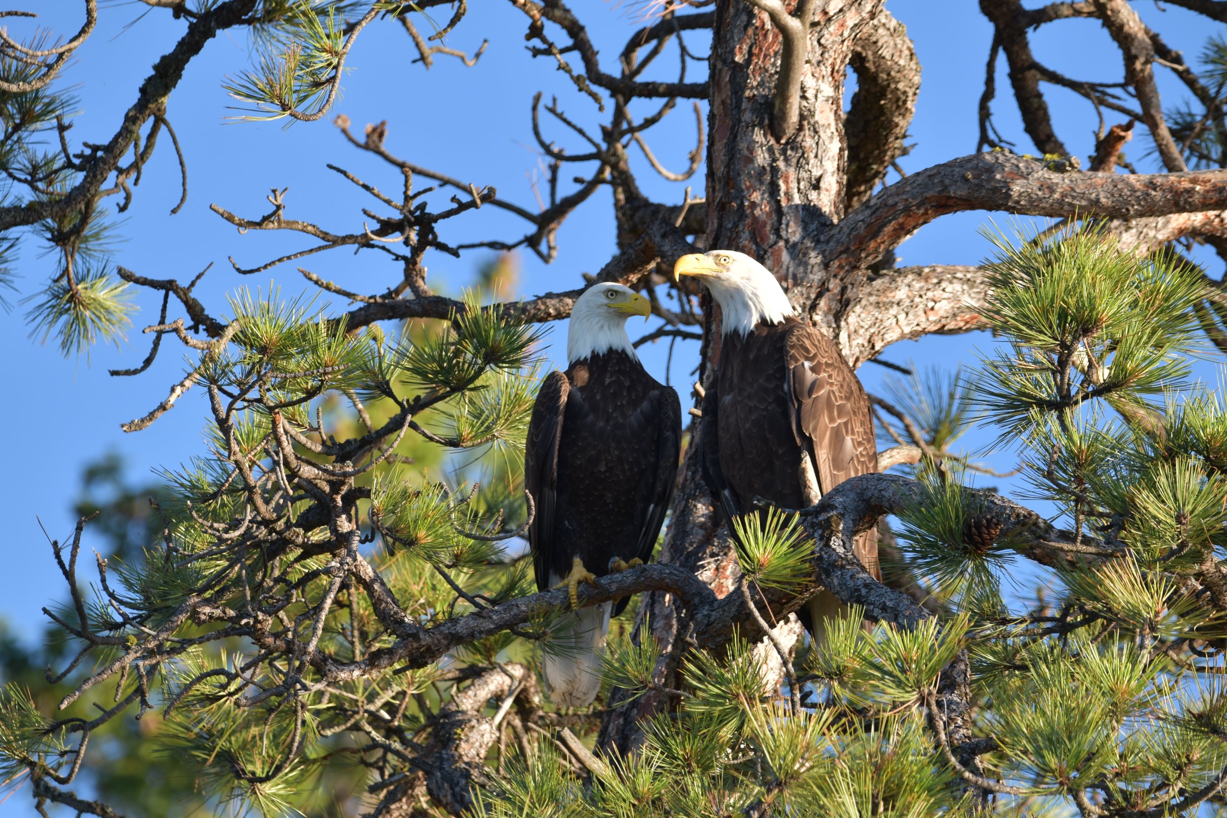 Pair of Bald Eagles on Wild Horse Island on Flathead Lake Montana