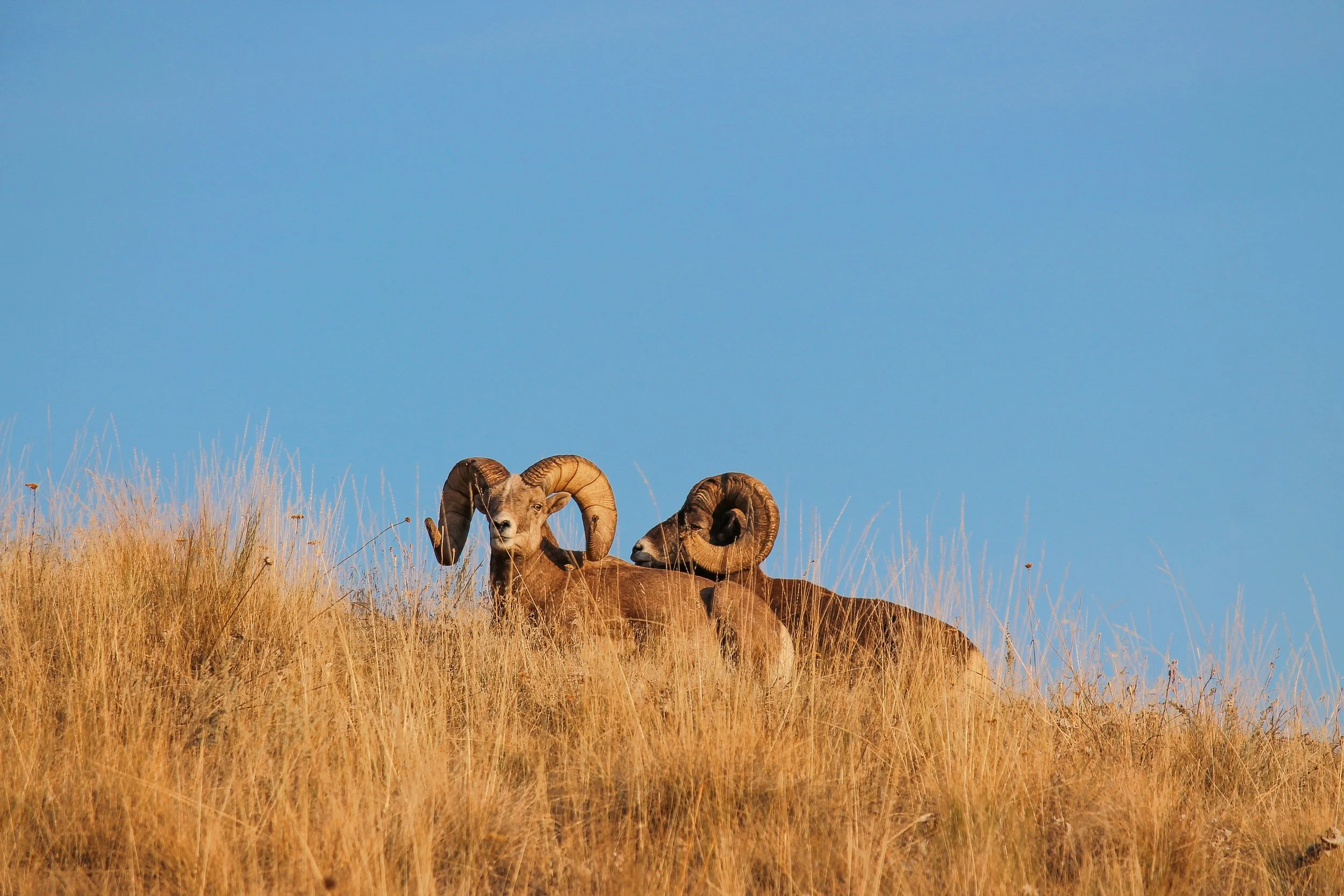 Explore the Untouched Wilderness on Our Hikers' Choice Early Morning Wild Horse Tour