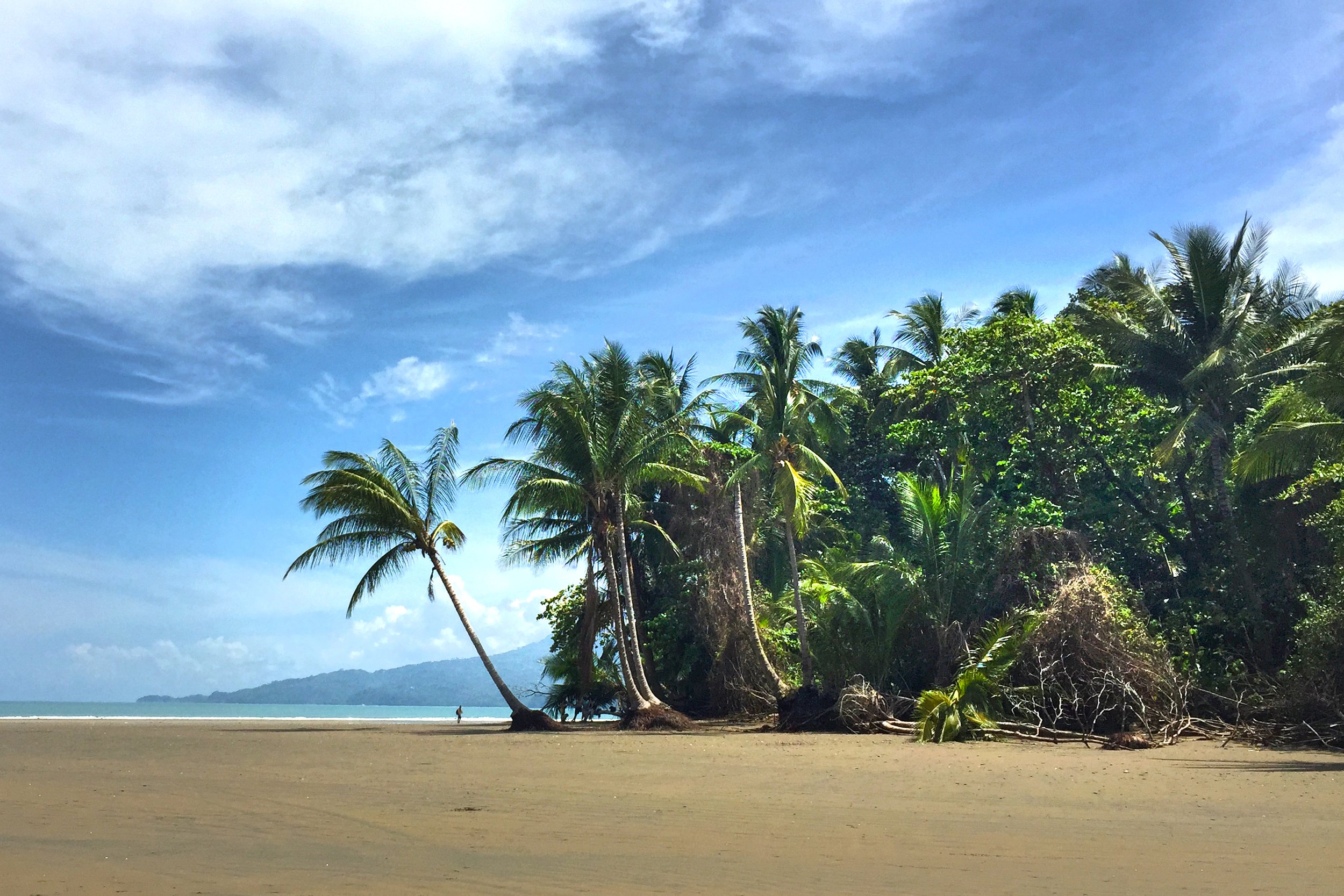 A tropical beach with palm trees, sandy shoreline, and blue sky with clouds.