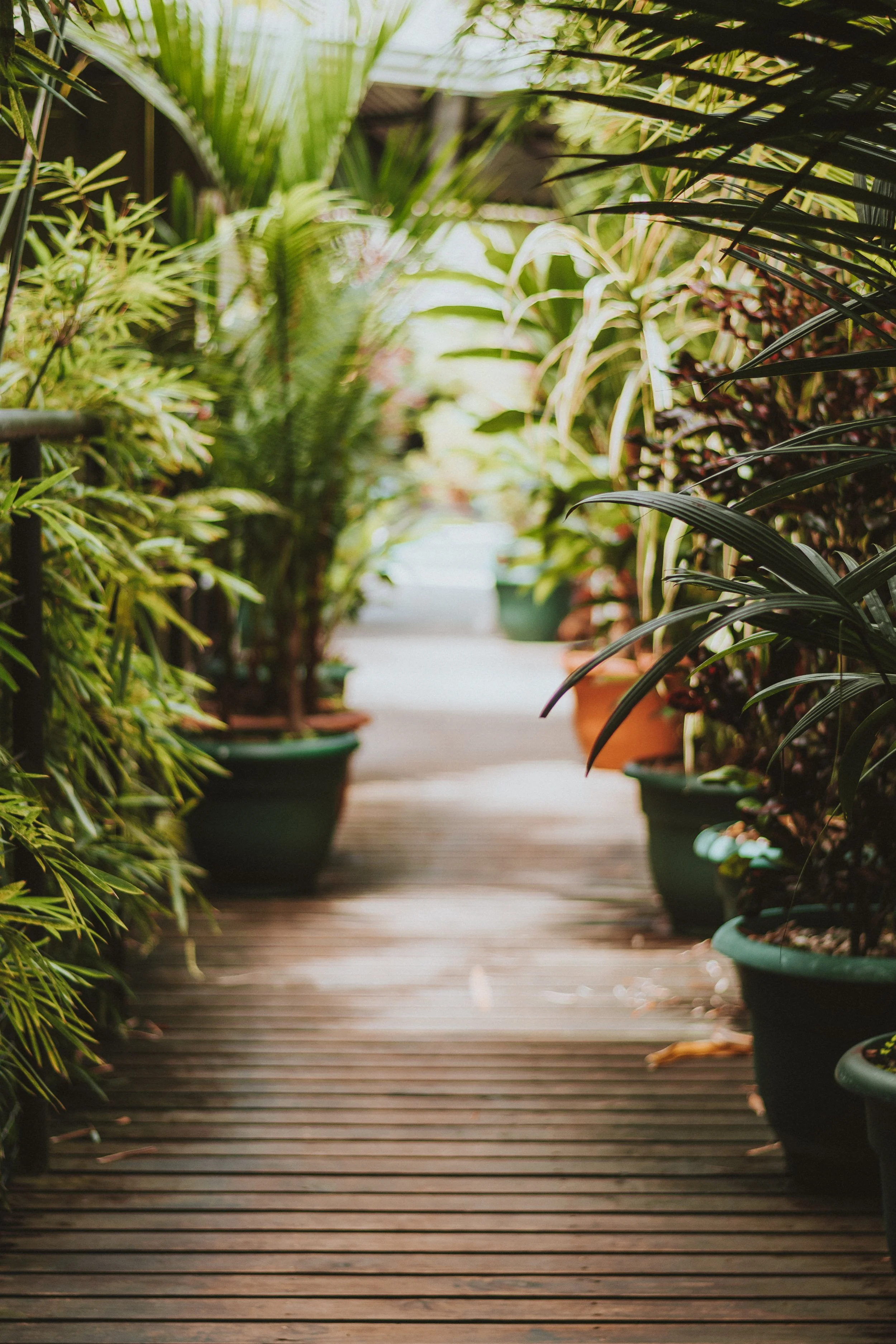 Wooden walkway lined with potted plants and greenery in a garden setting.